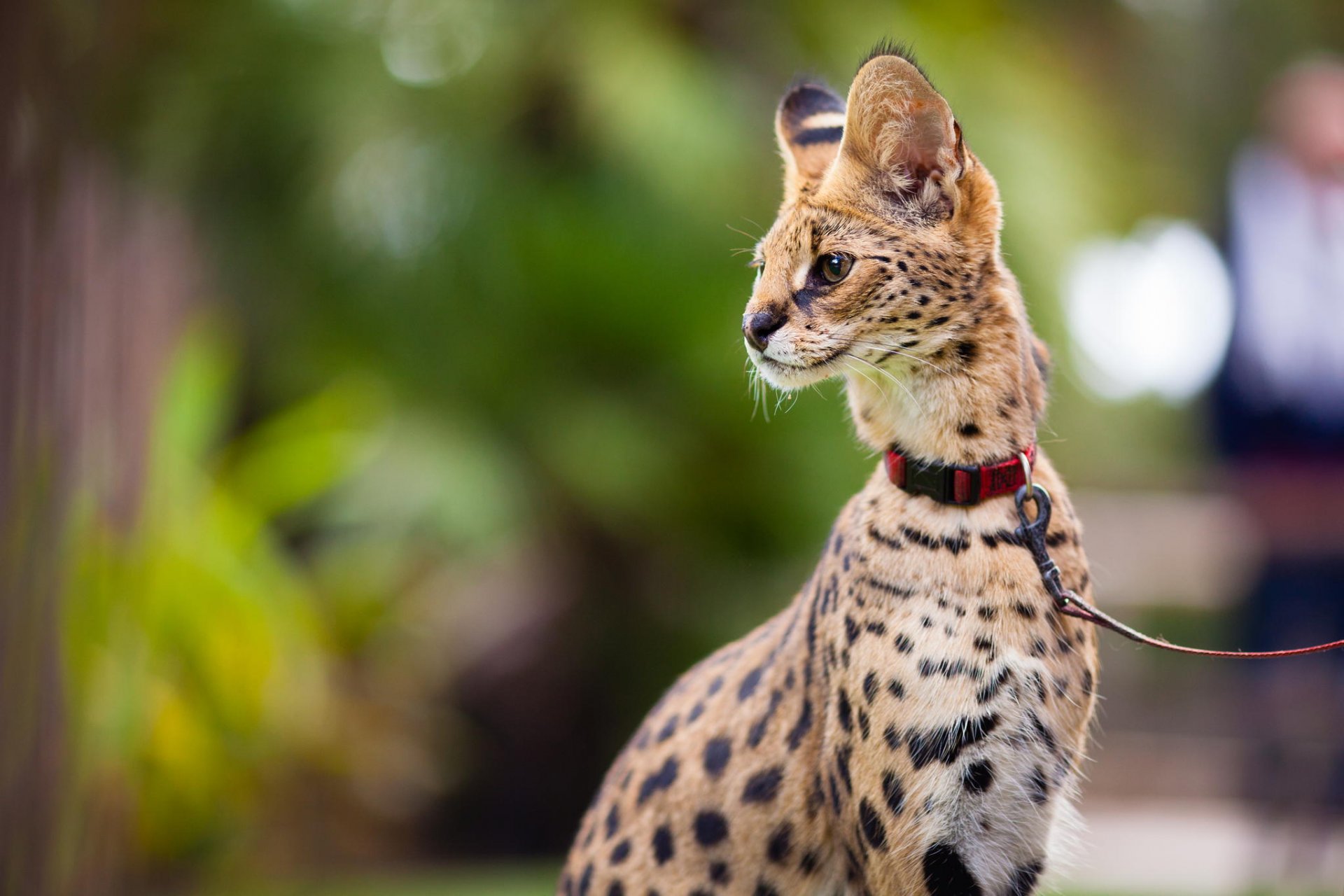 serval mirada correa