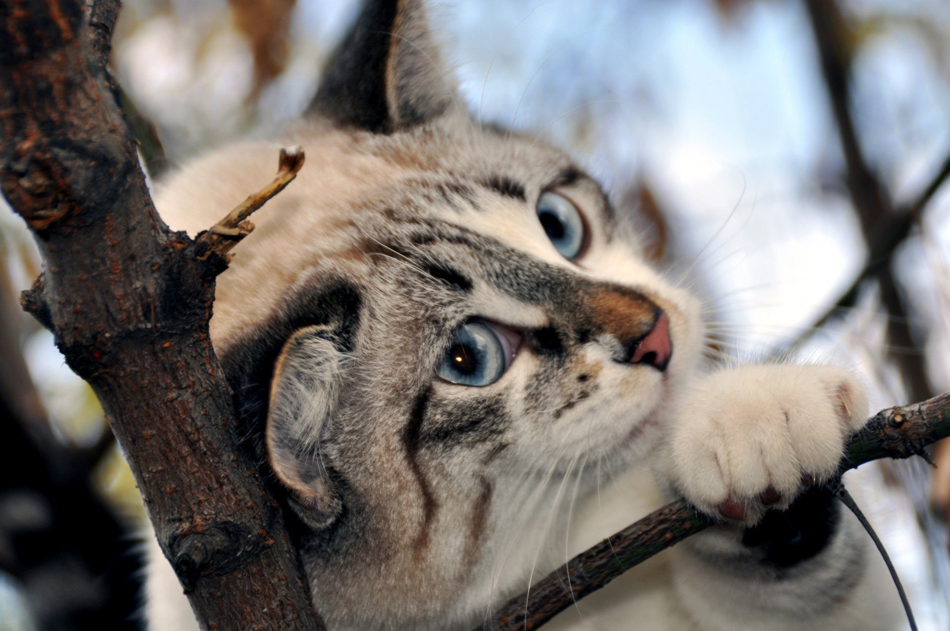 ojos azules nariz rosada patas rama nieve