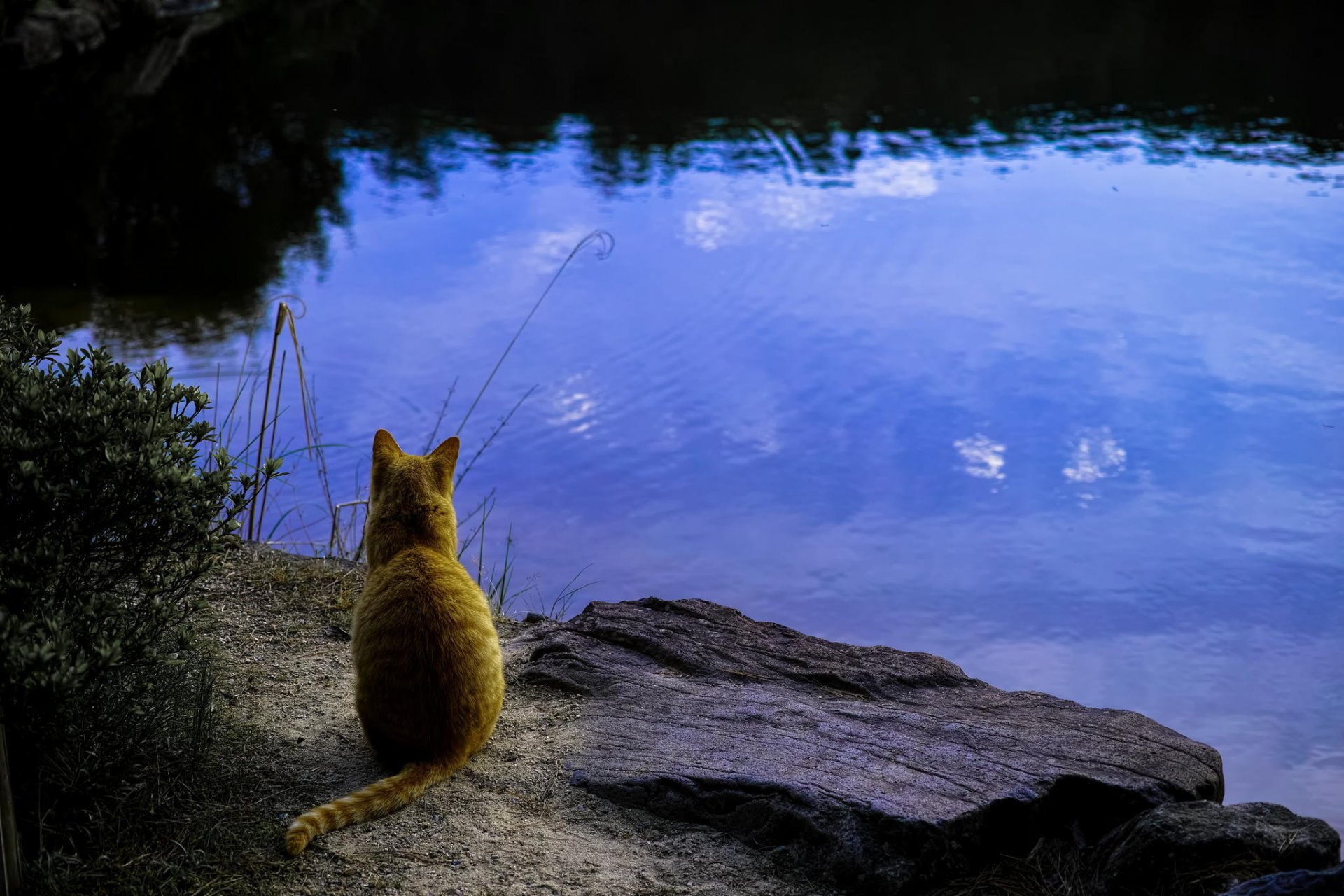 katze wasser reflexionen steine gras