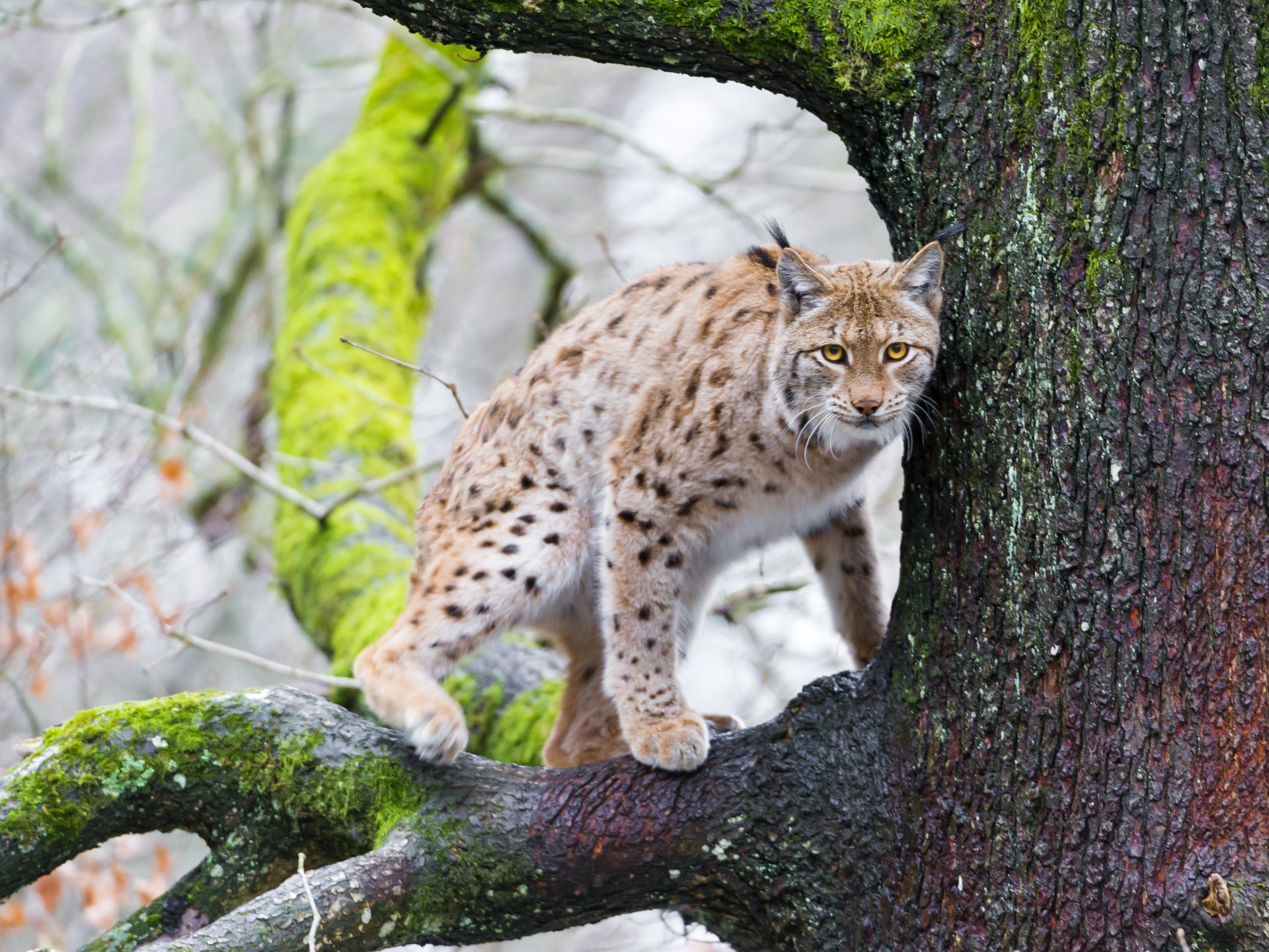 luchs katze baum ast moos ©tambako der jaguar