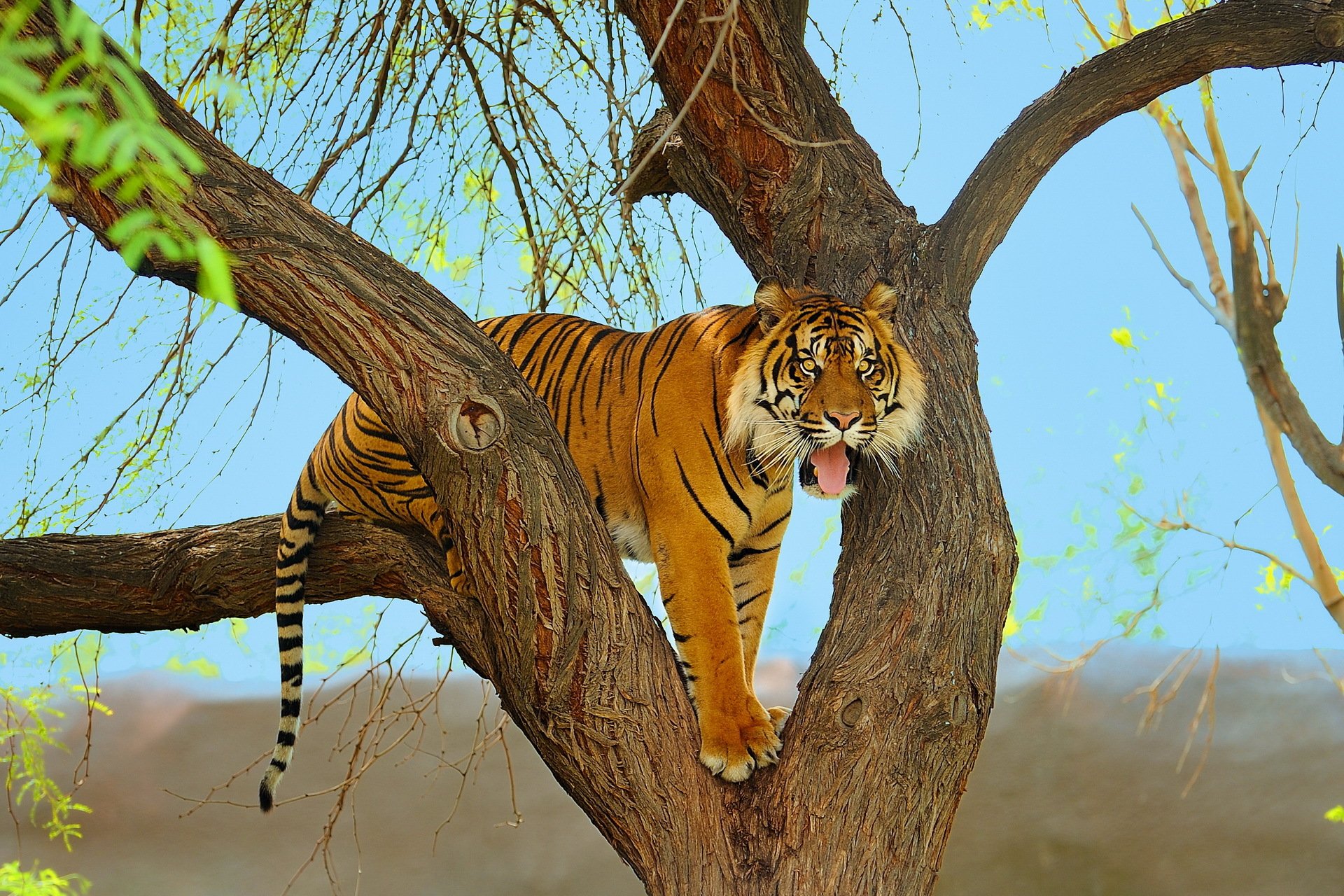 tiger sumatran predator tree face