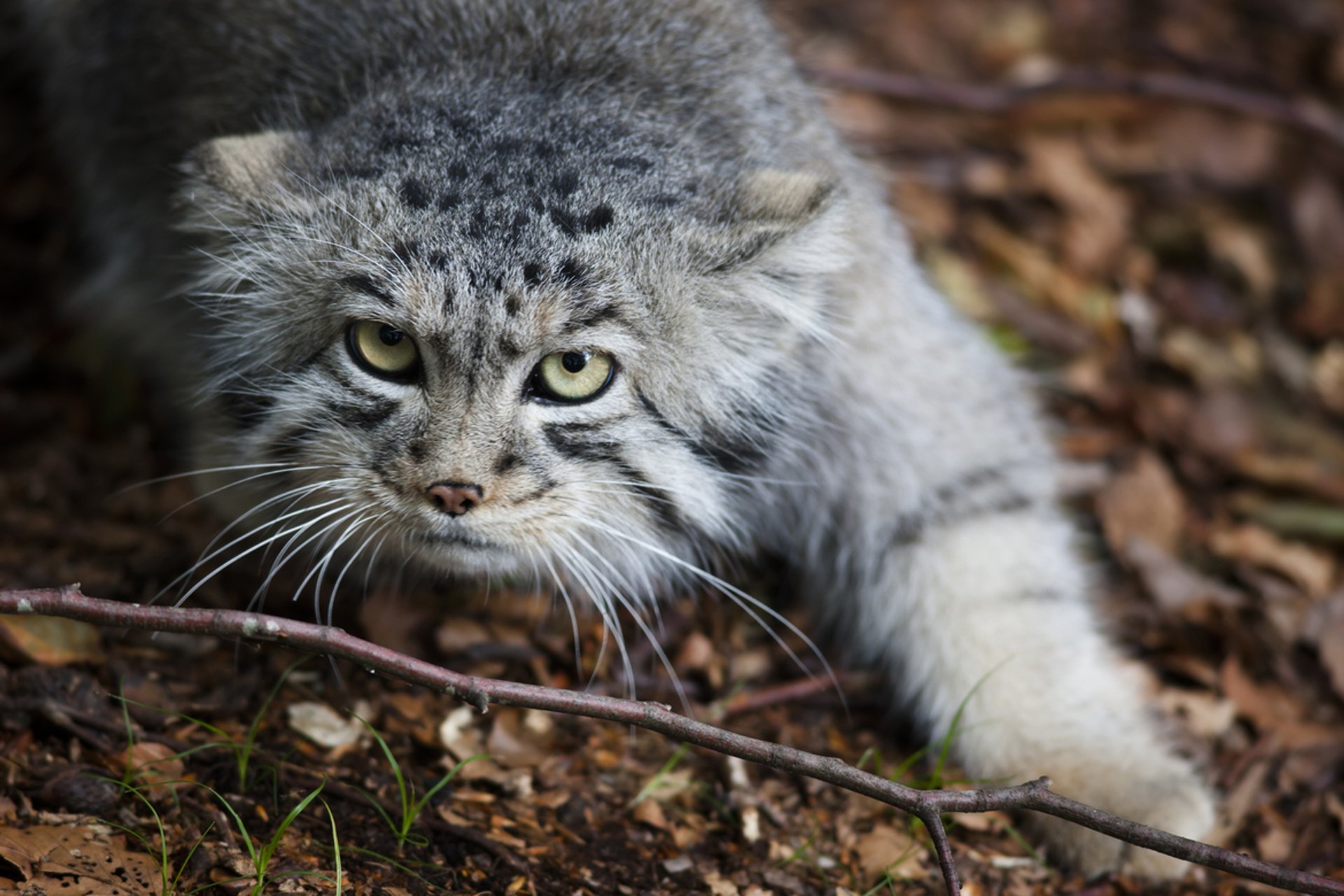 manul gatto gatto predatore muso vista natura foglie