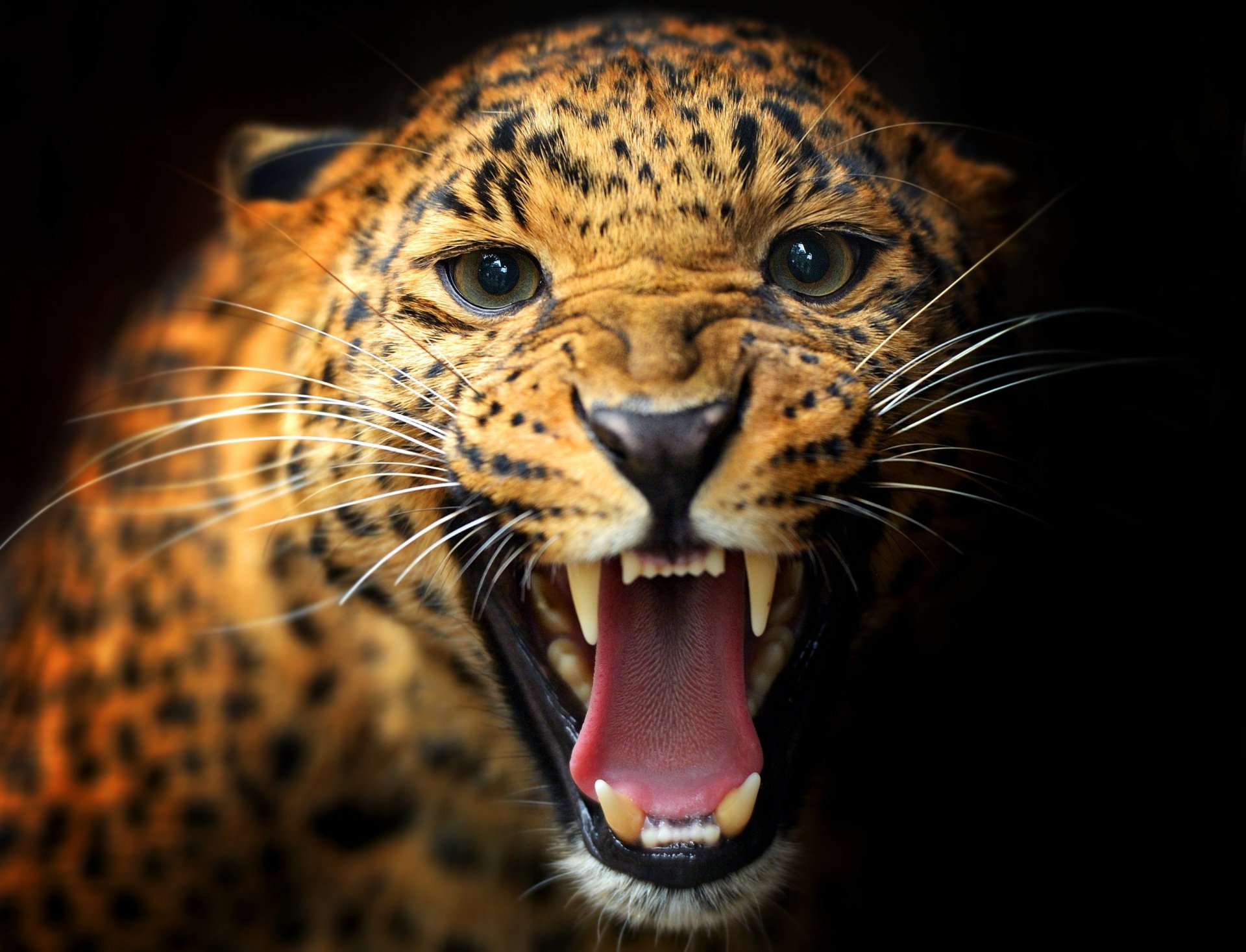 tier katze leopard farbe maul eckzähne blick schnurrbart schwarzer hintergrund