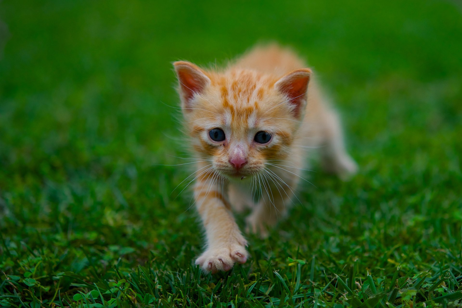 hierba verde verano gatito pelirroja bebé