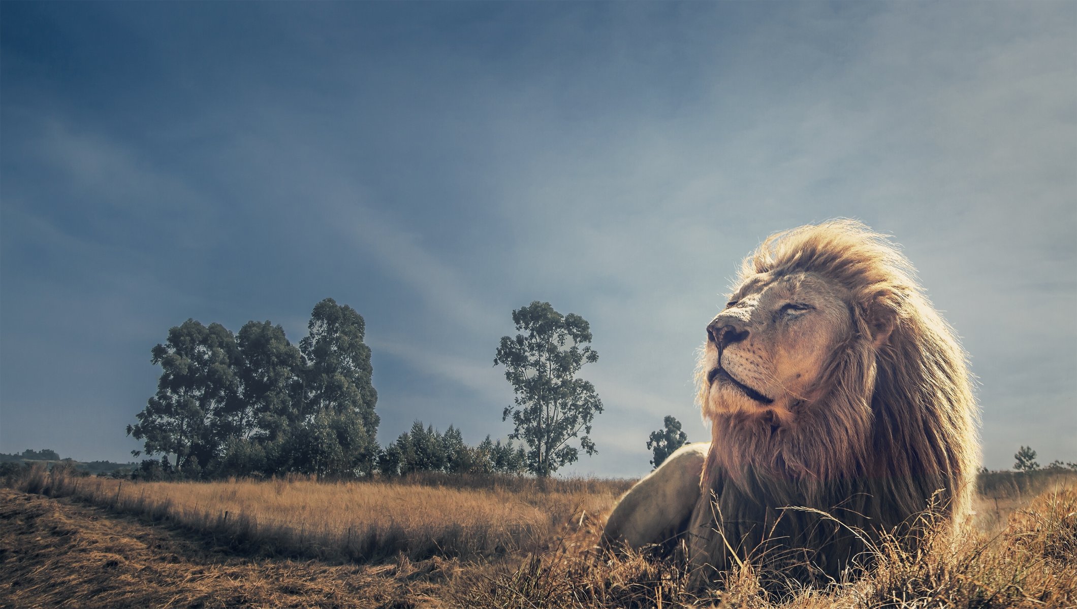 lion roi des bêtes repos