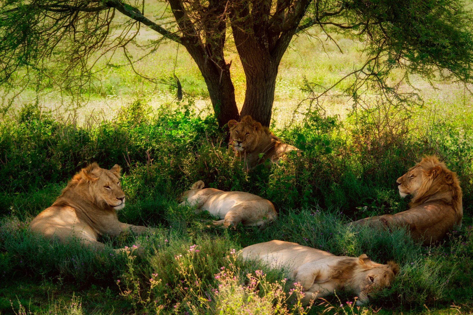 leones árbol descanso