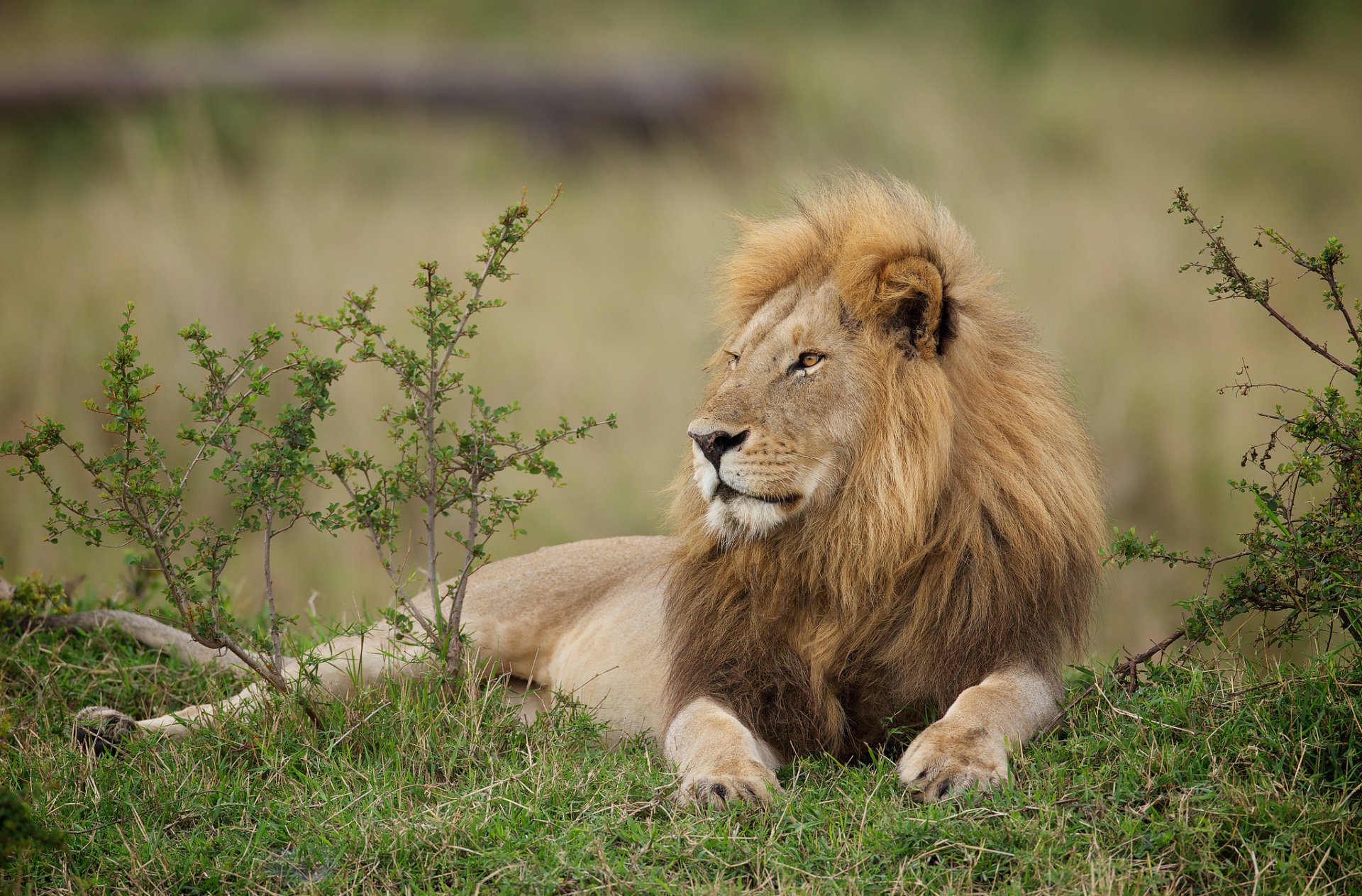 löwe könig der tiere mähne