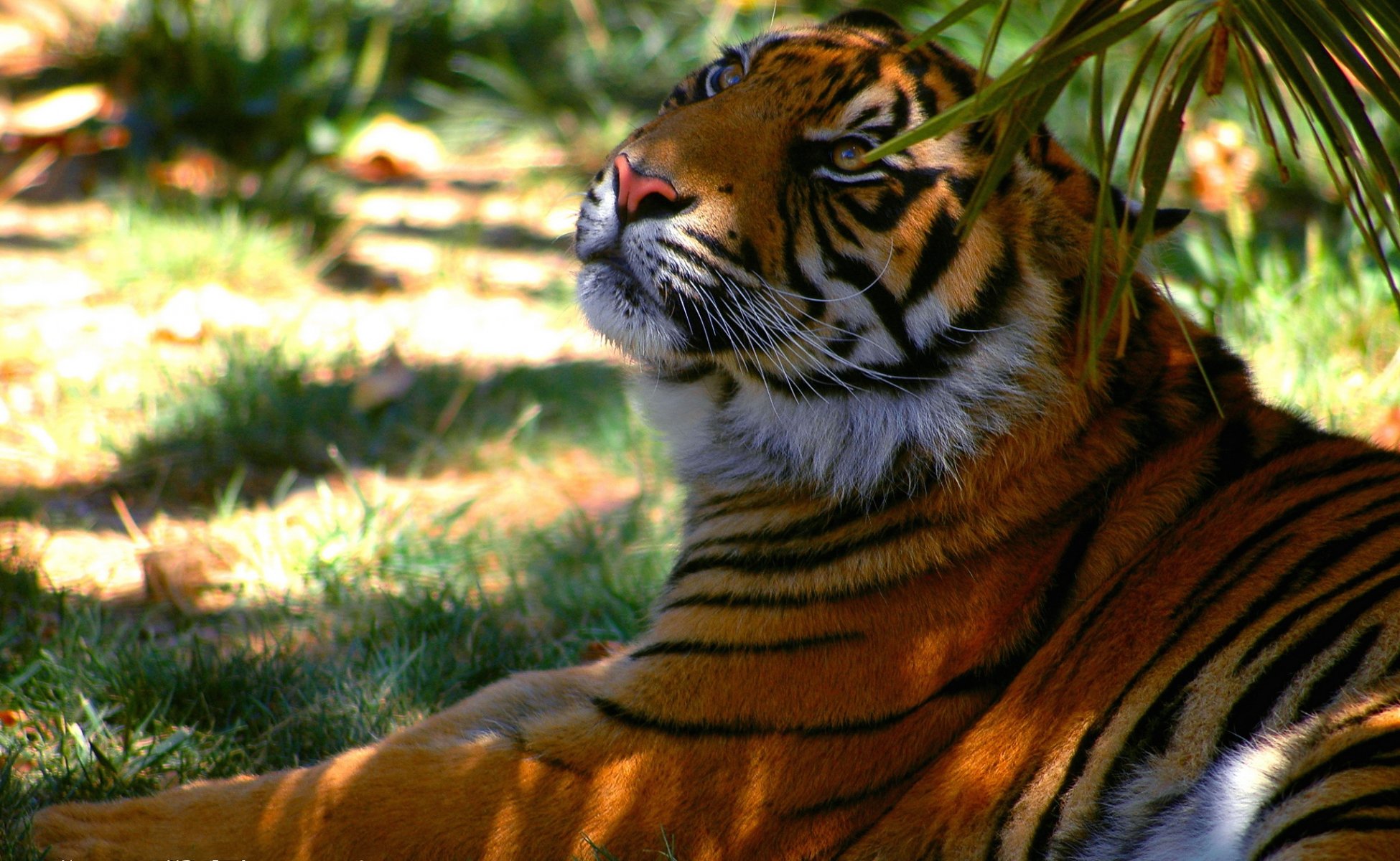 tigre depredador sombra rayas descanso