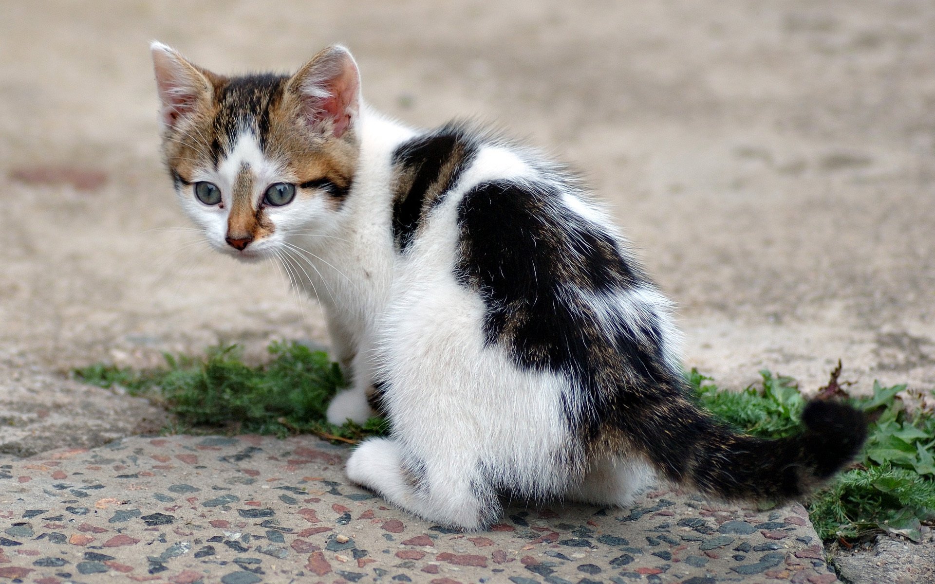 gatto gattino gatto erba