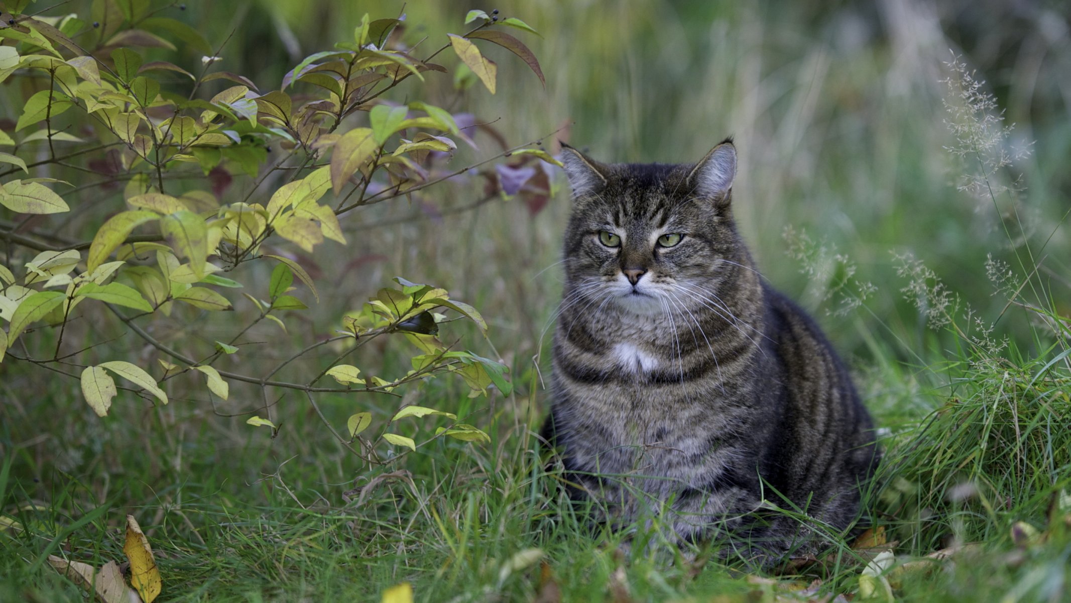 busch blatt gras katze grau blick