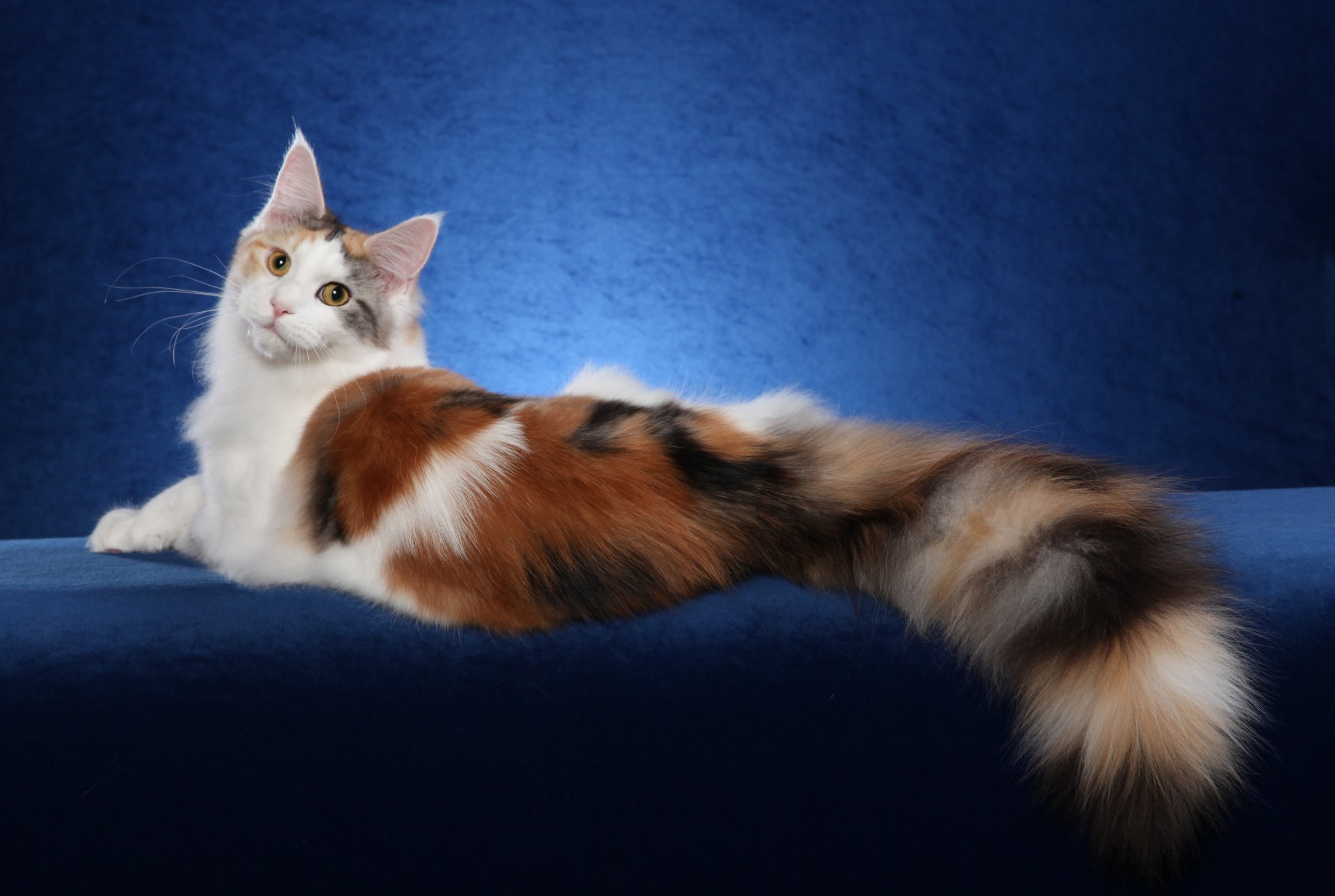 maine coon gatto gatto sfondo carta da parati widescreen schermo intero widescreen widescreen