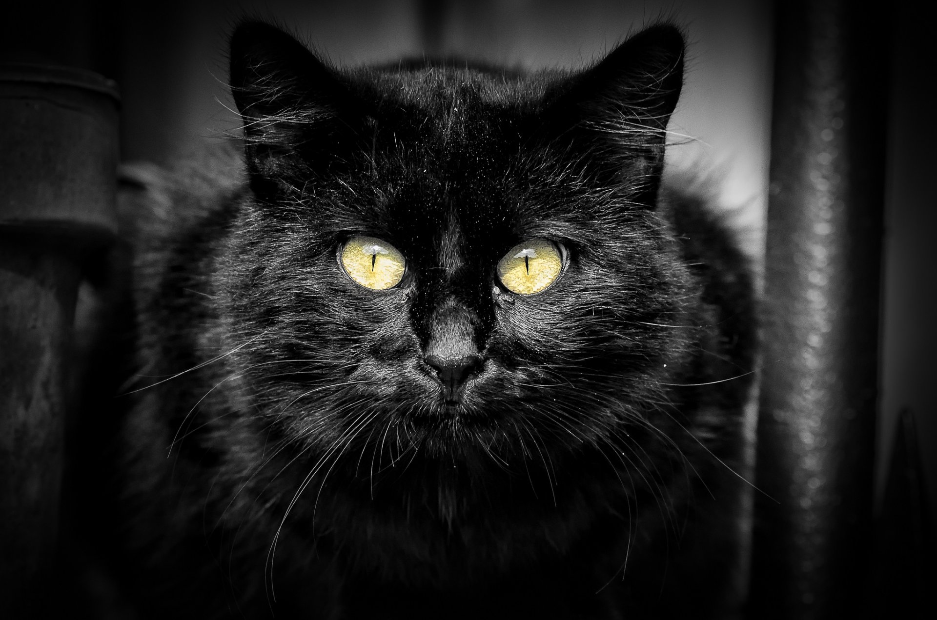 cat cat black look portrait