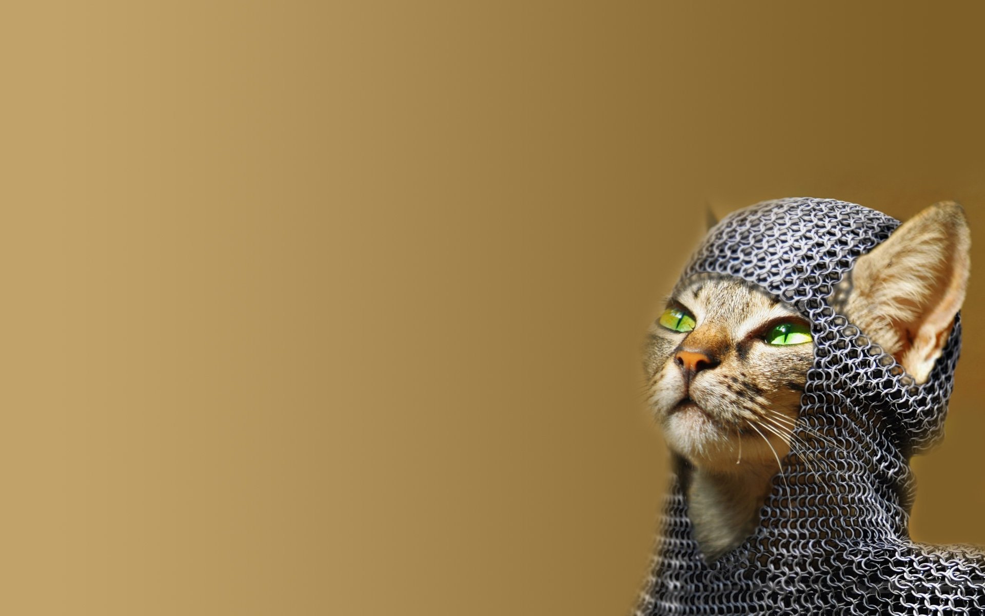 chat chainmail yeux verts