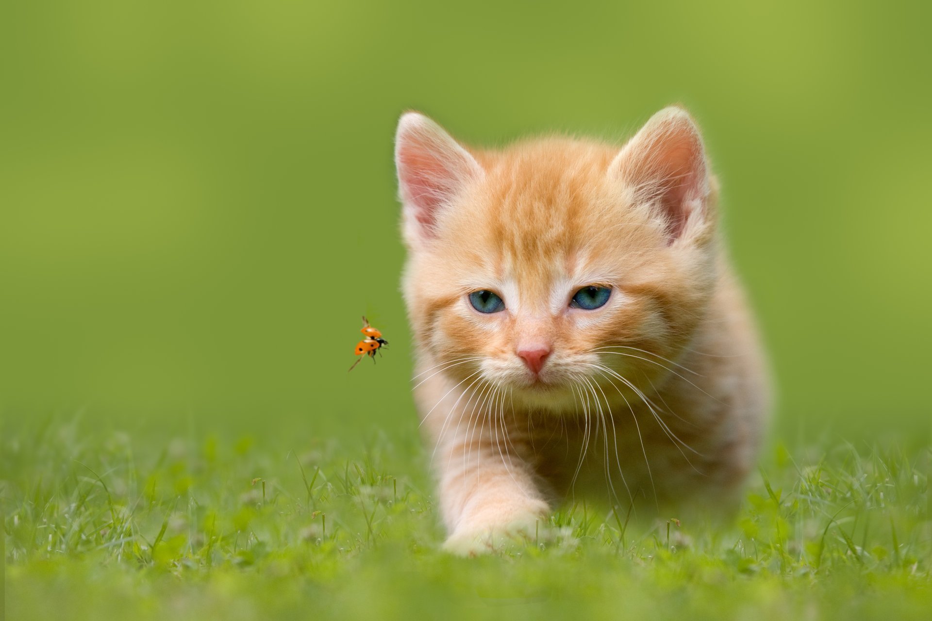 aux yeux bleus herbe chasse insecte coccinelle