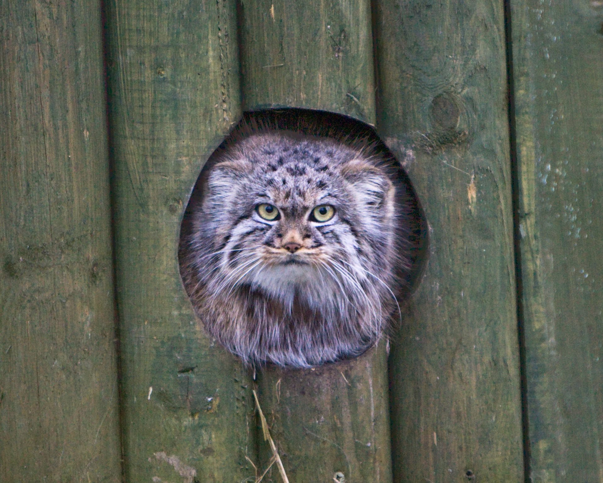 manul gatto sguardo muso