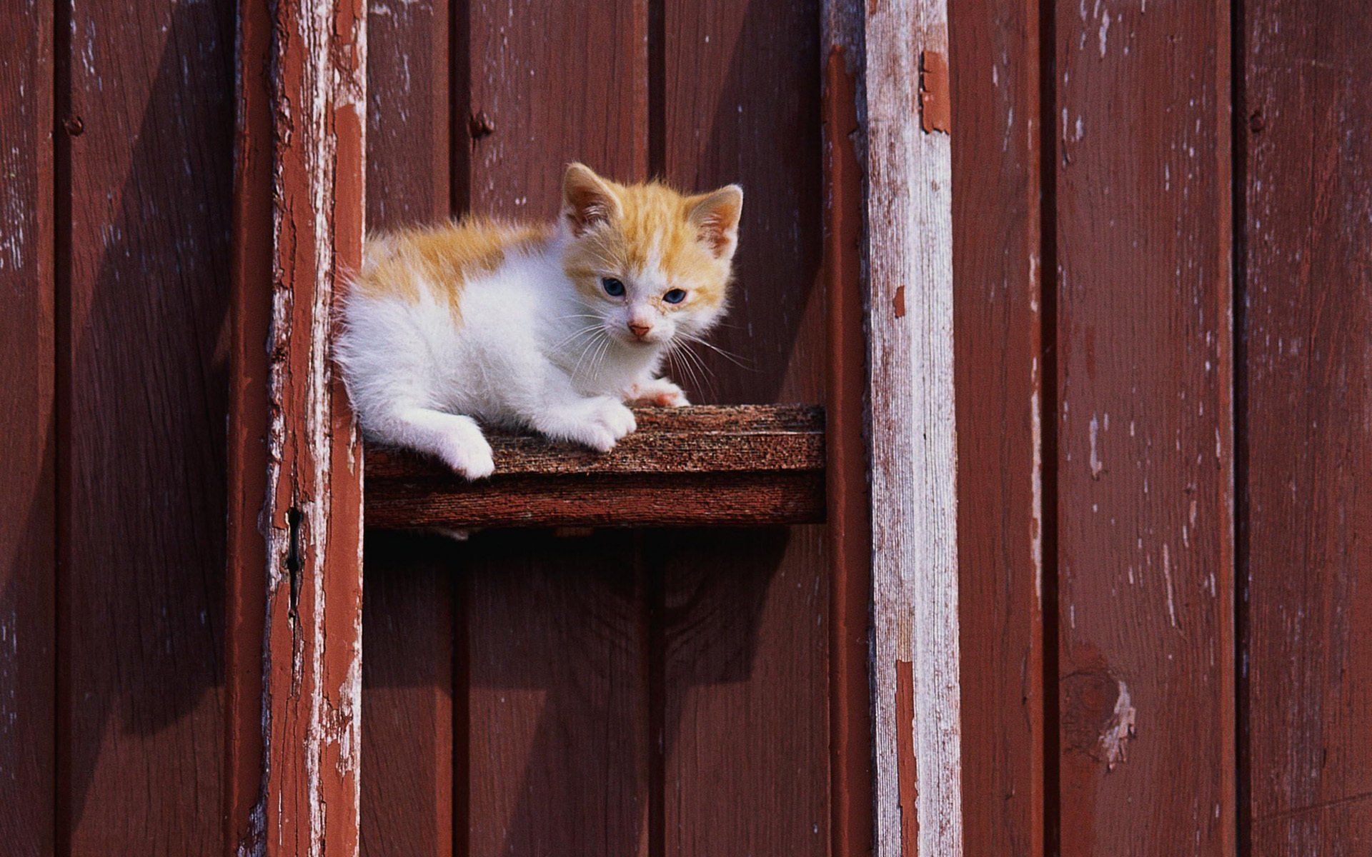 gato gato gatito rojo blanco