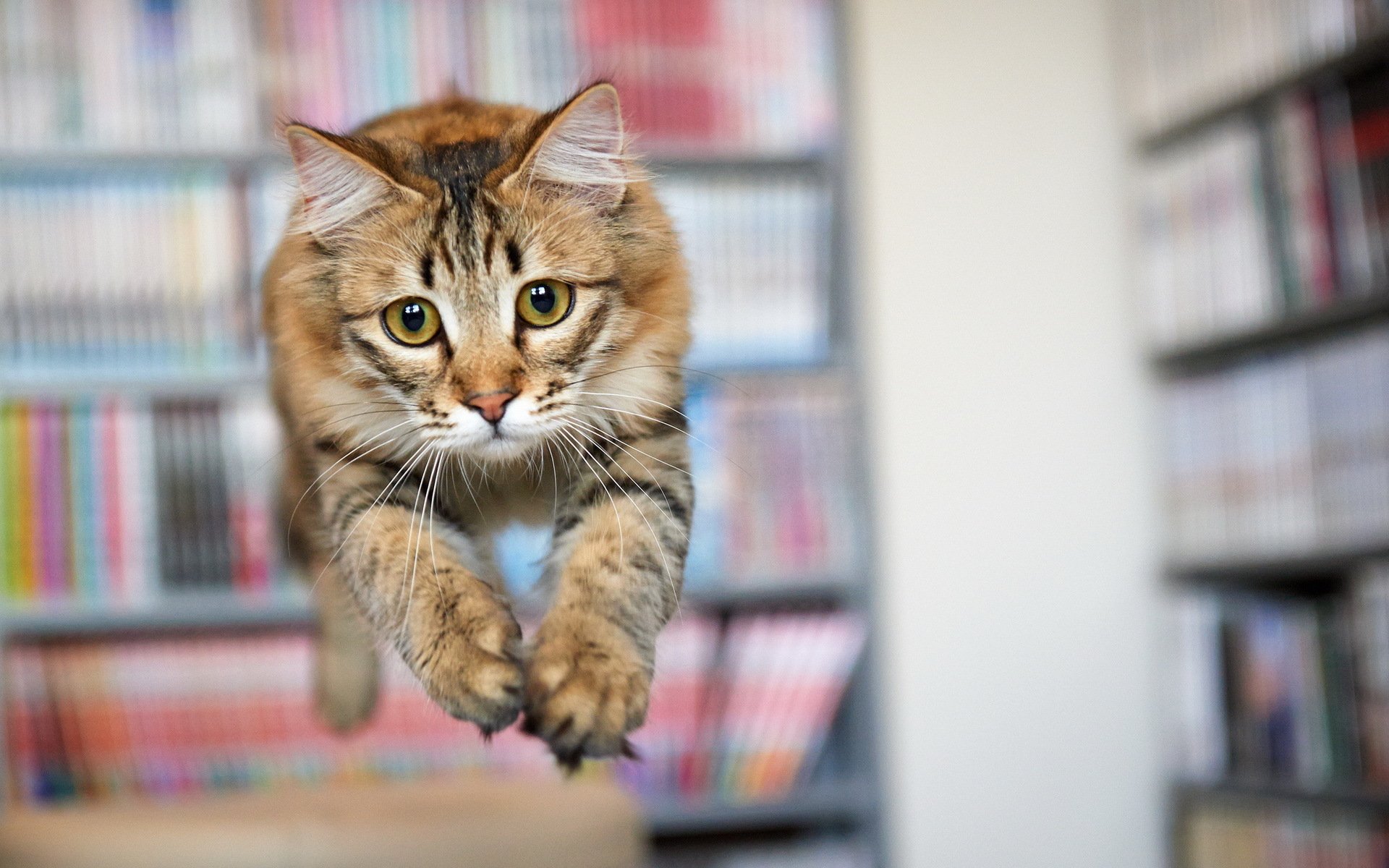 chat regard saut