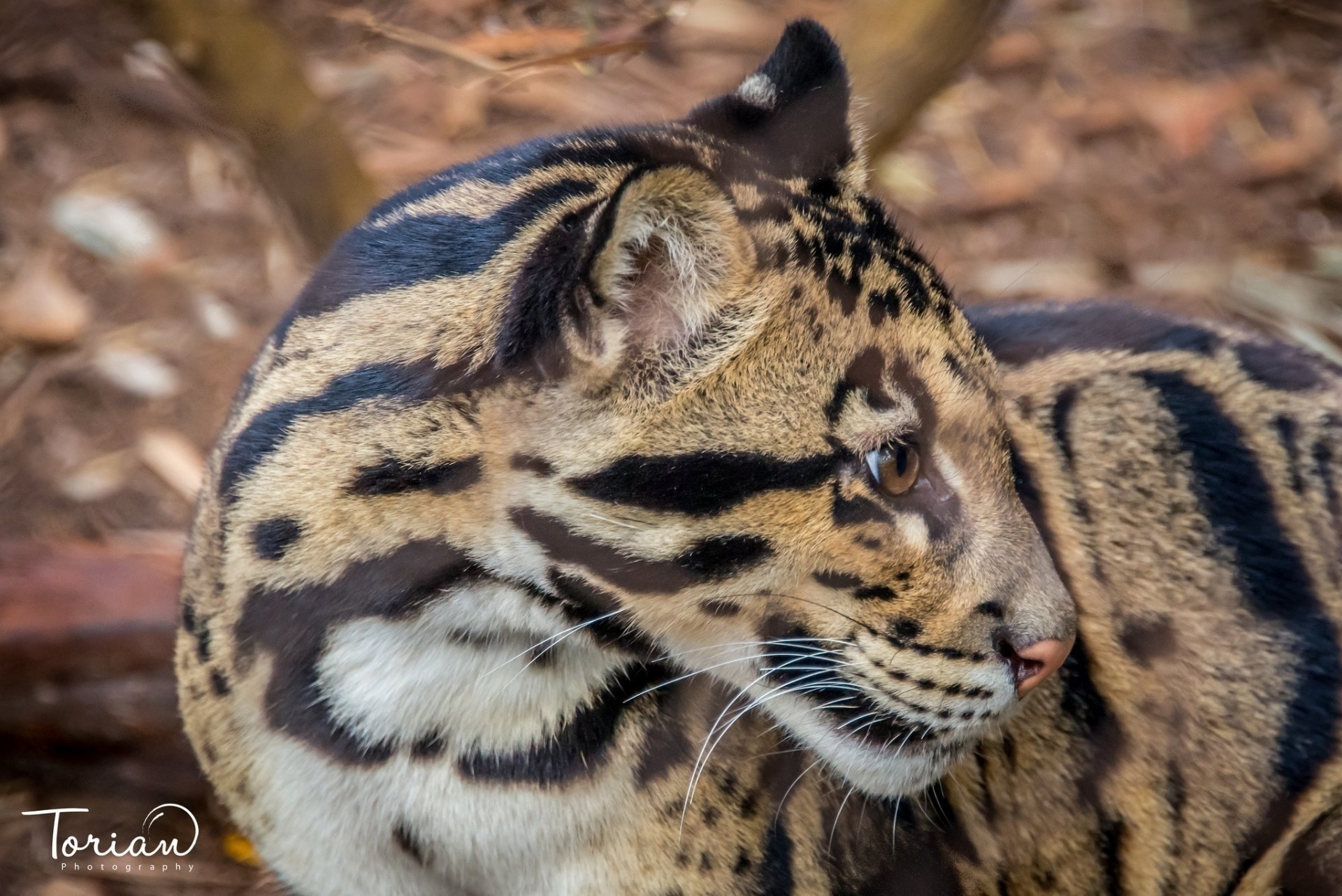 rauchiger leopard wildkatze raubtier teenager schnauze