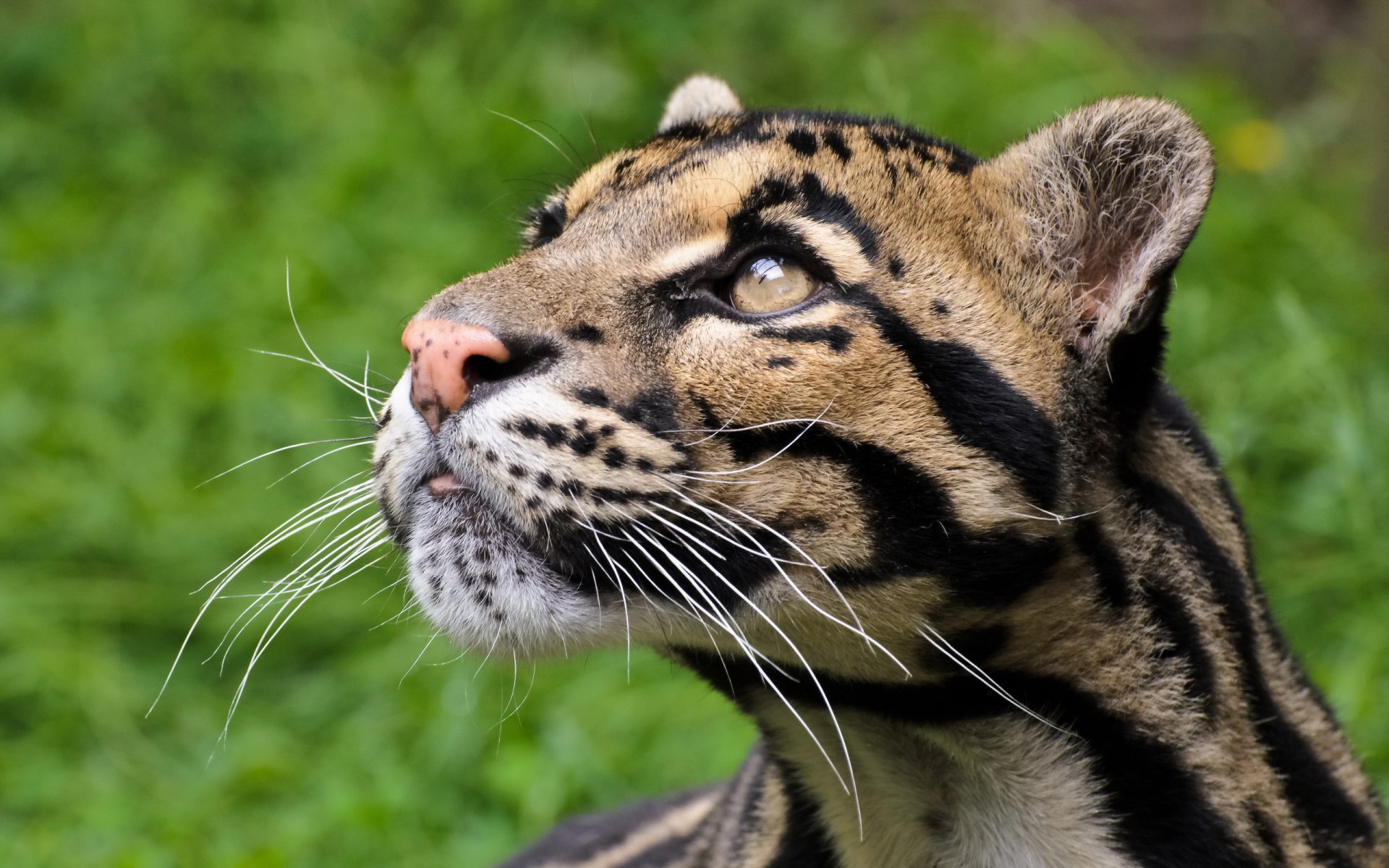 clouded leopard view predator face cat