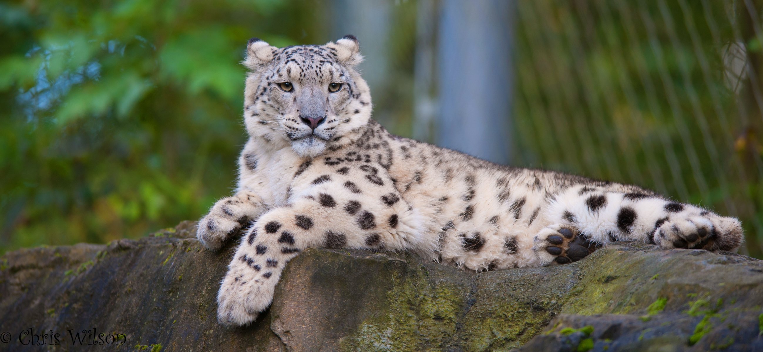 leopardo delle nevi irbis vista predatore riposo pietra