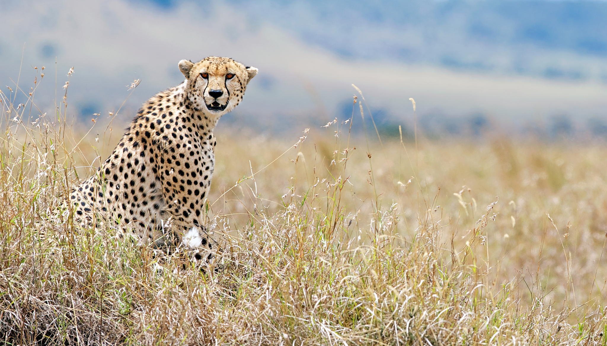 gepard blick tierwelt kenia