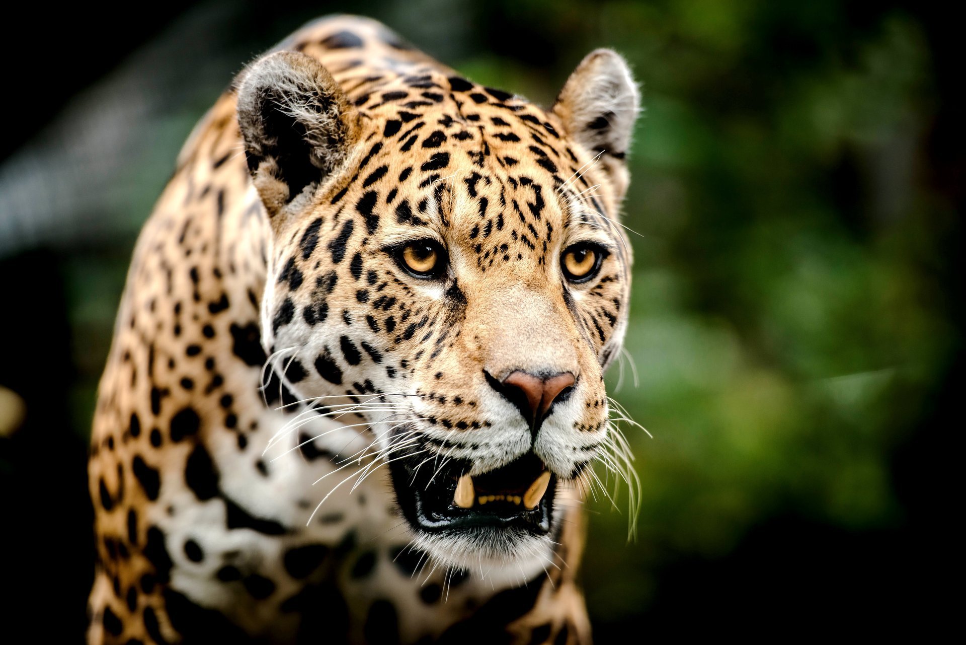 leopard predator big cat face view grin