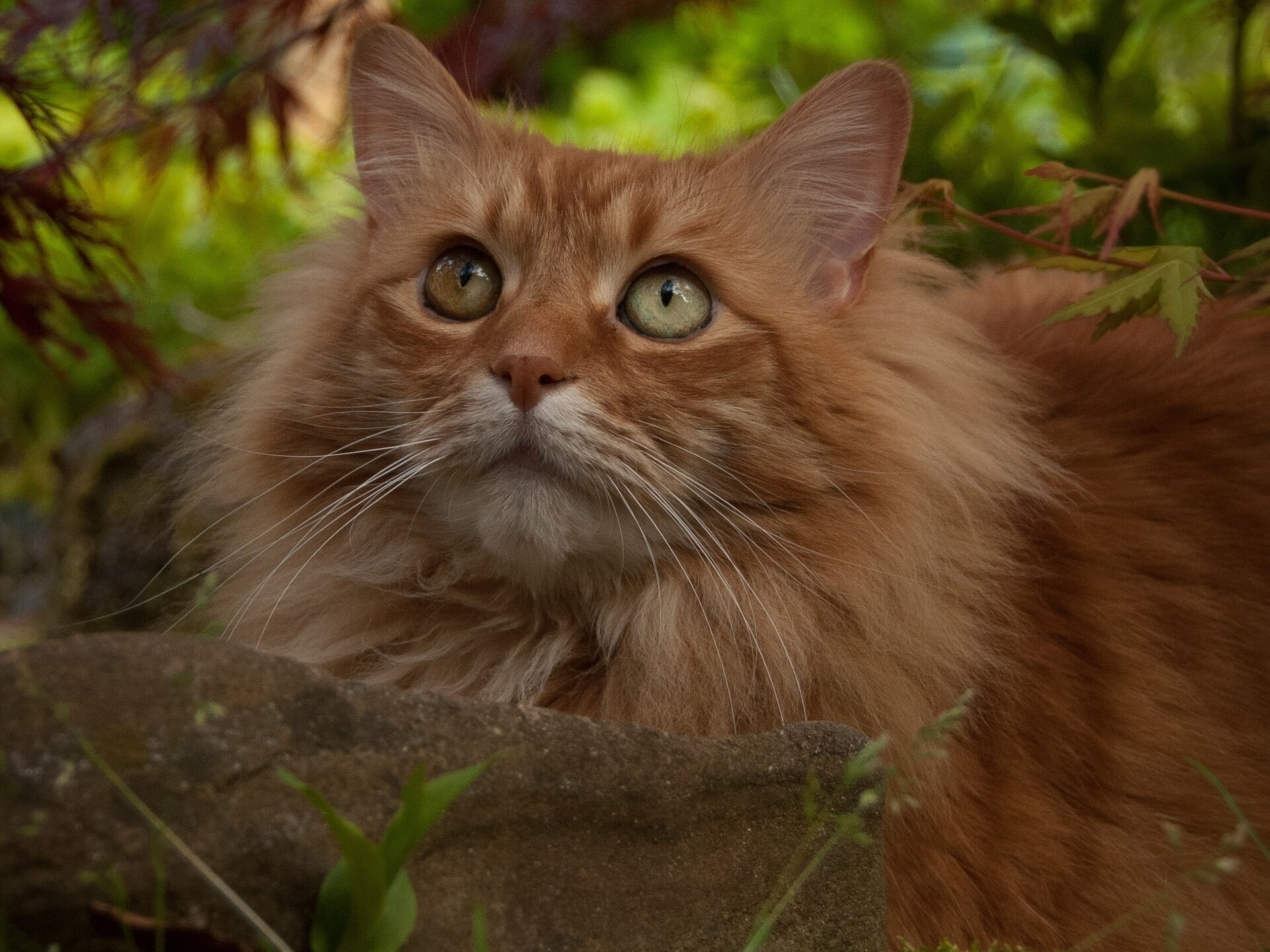 gato rojo mirada piedra