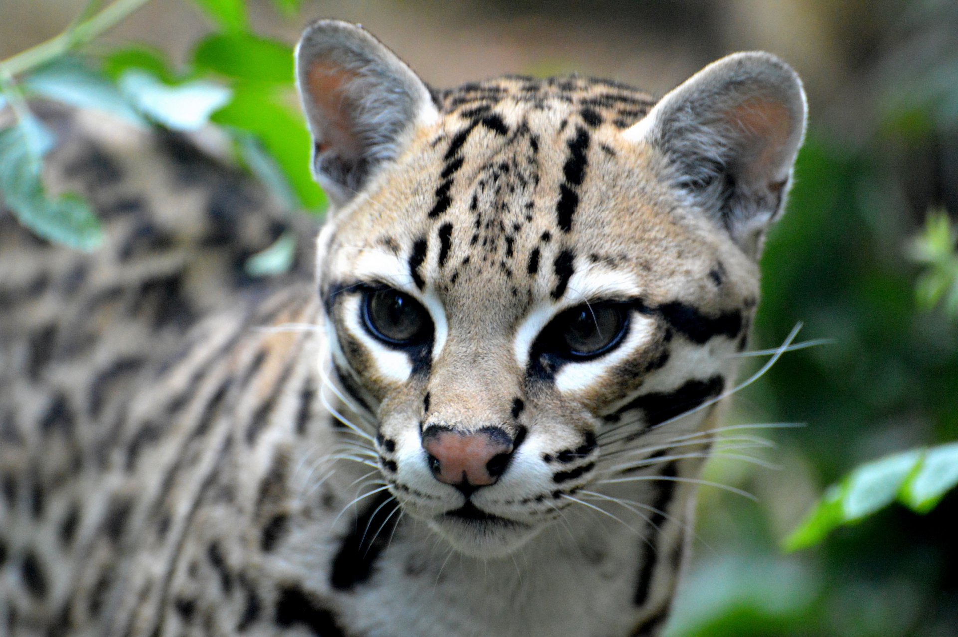 ocelot żbik drapieżnik spojrzenie