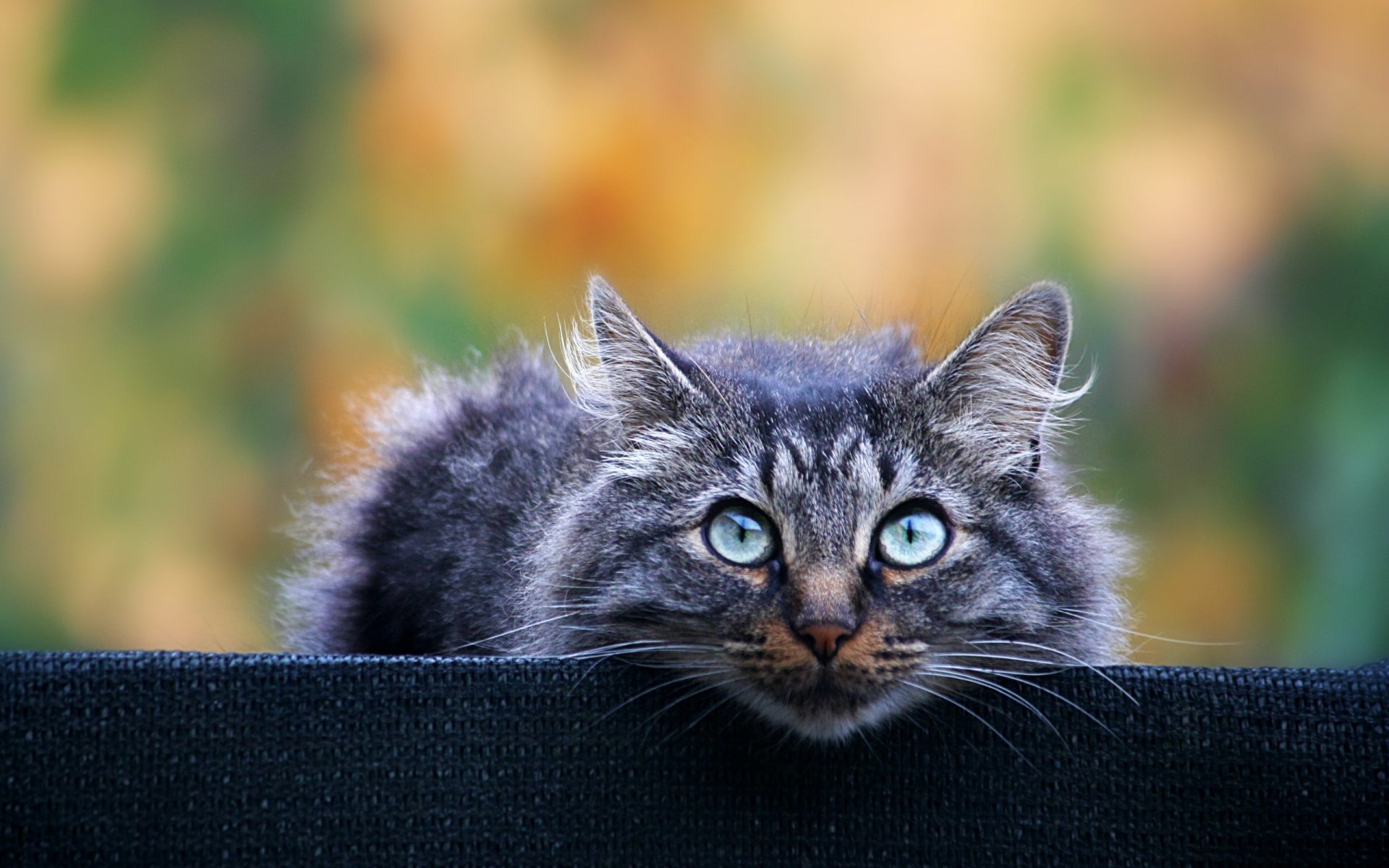 cat grey furry view background