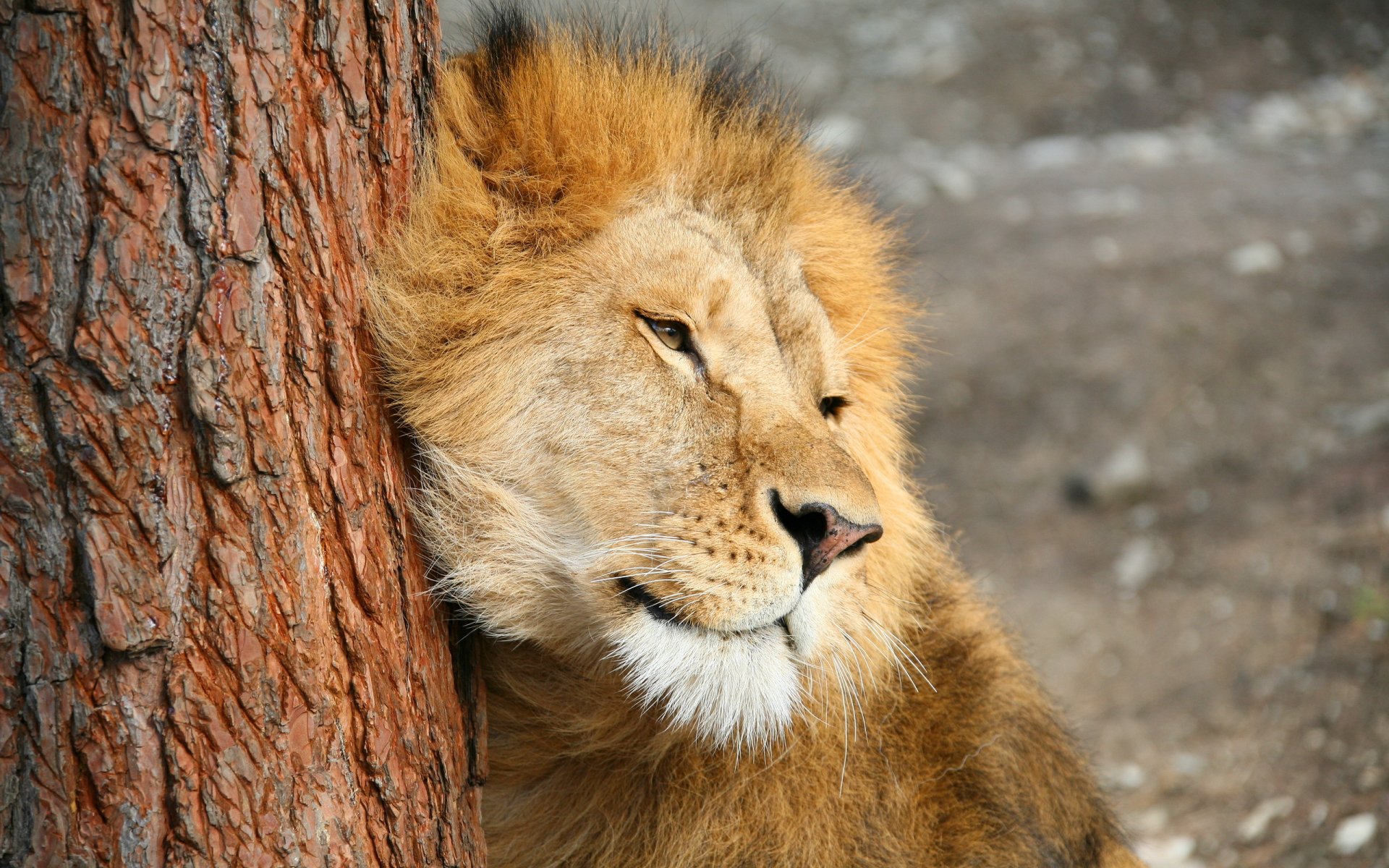 león hocico depredador