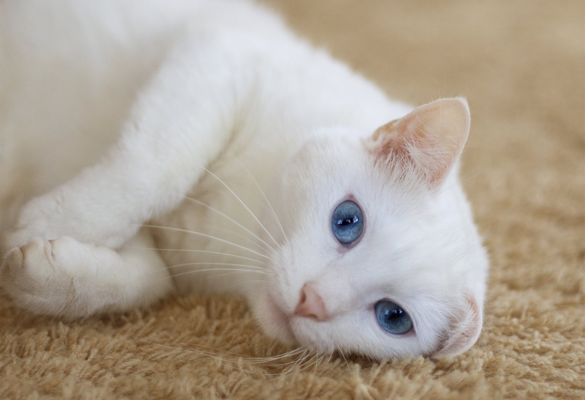 gato blanco mentiras mirada orejas alfombra