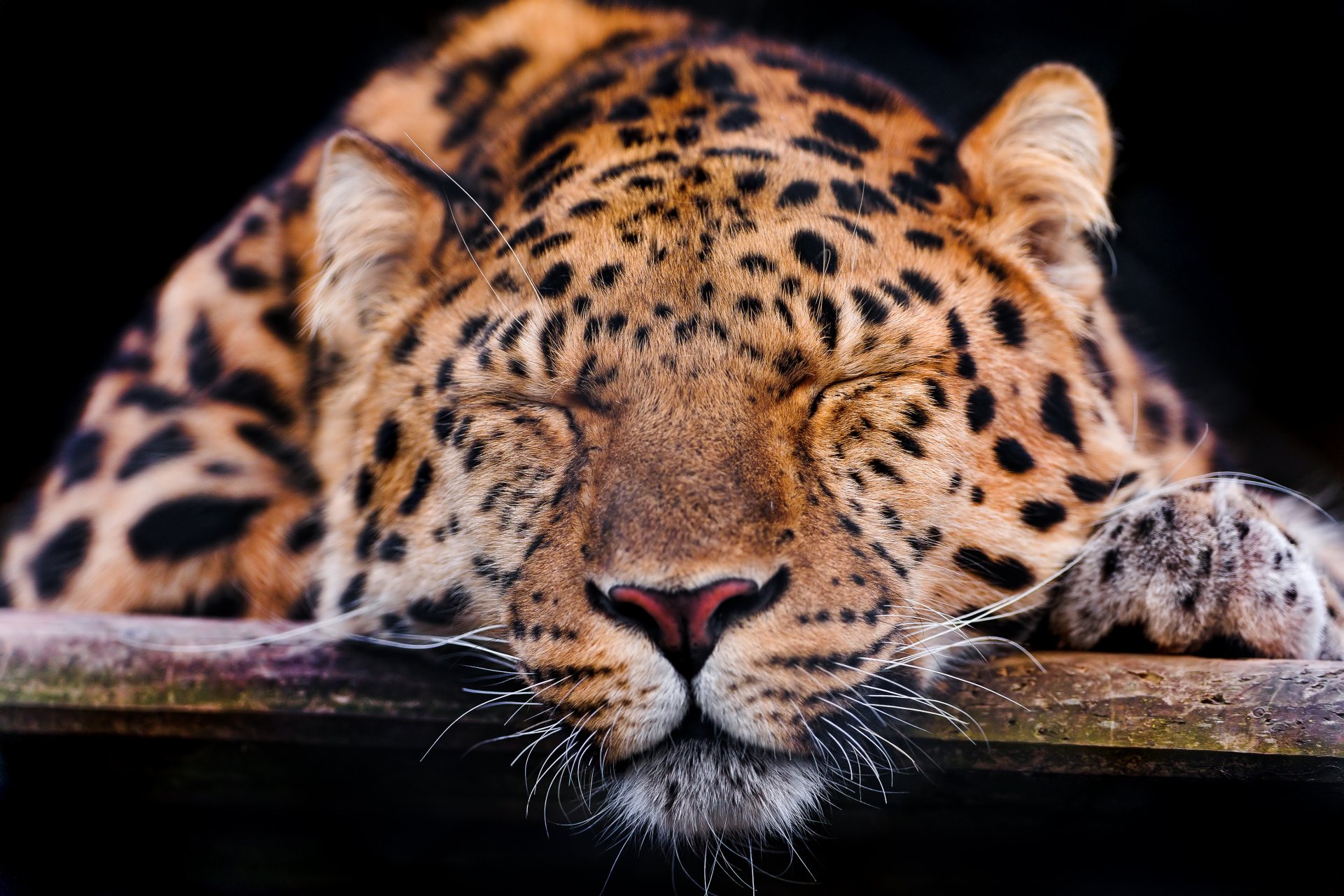 amur-leopard katze leopard schnauze schläft ruht schläft ©tambako der jaguar