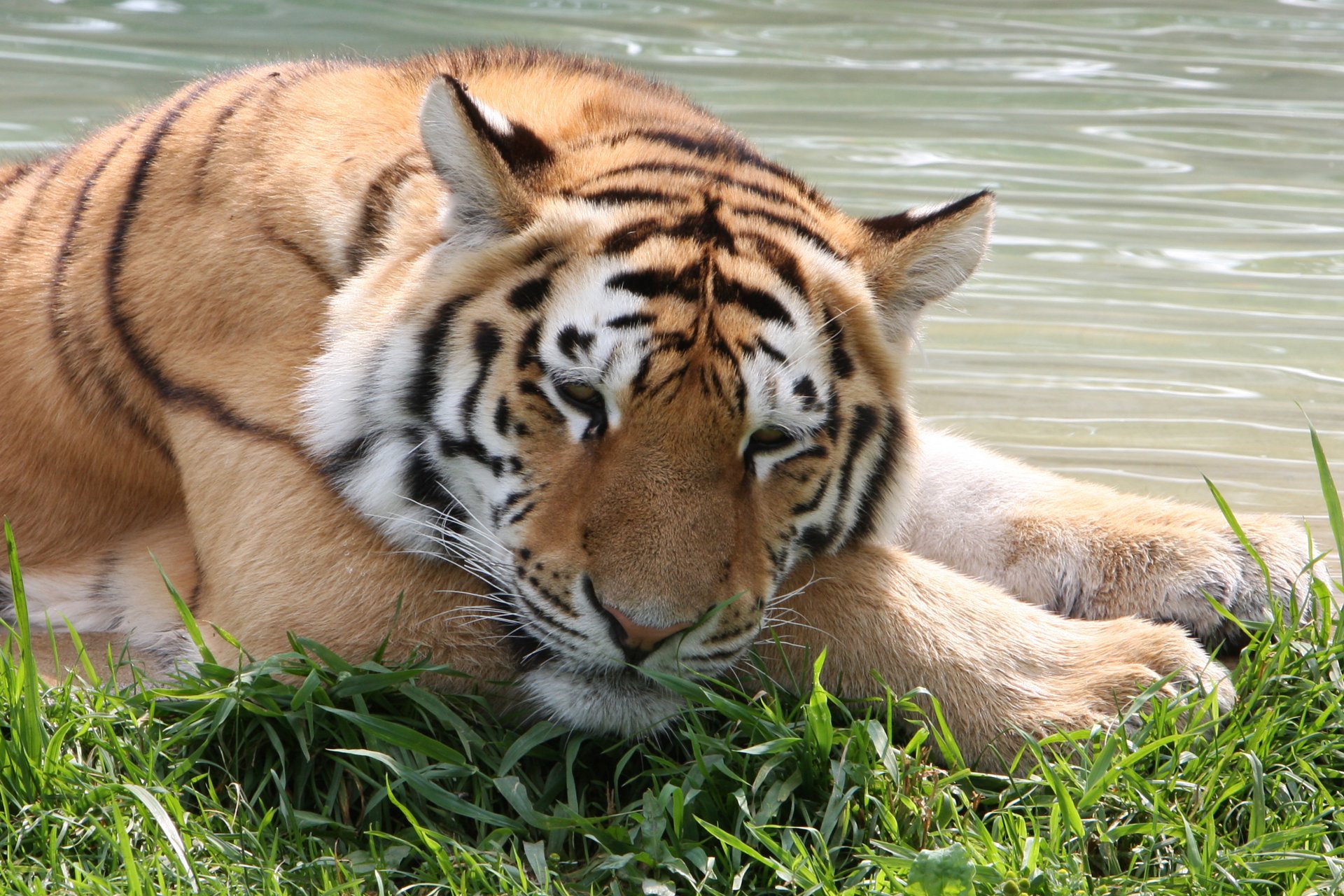 tigre de amur gato tigre agua hierba recreación hocico