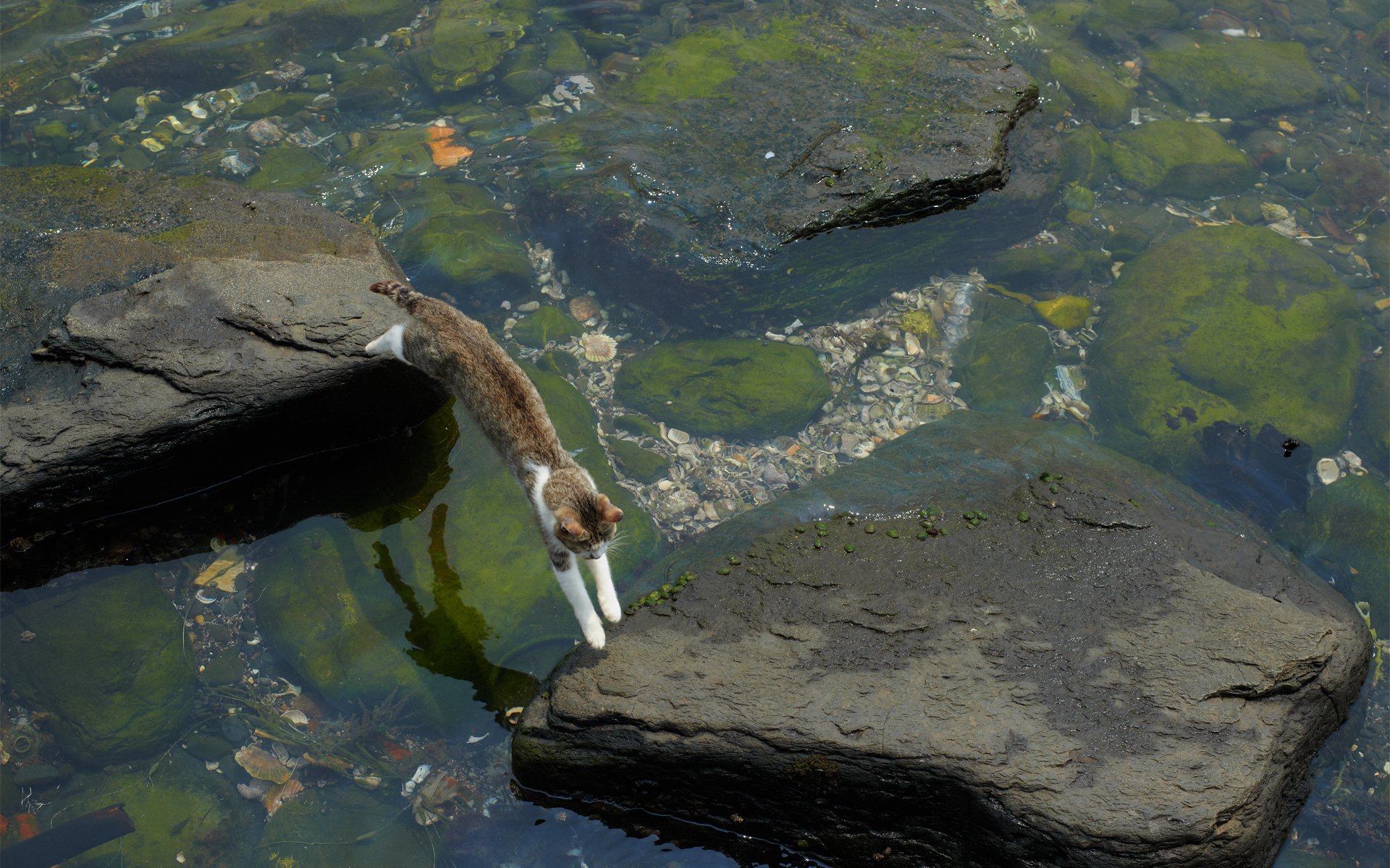 cat water stones jump stranded algae