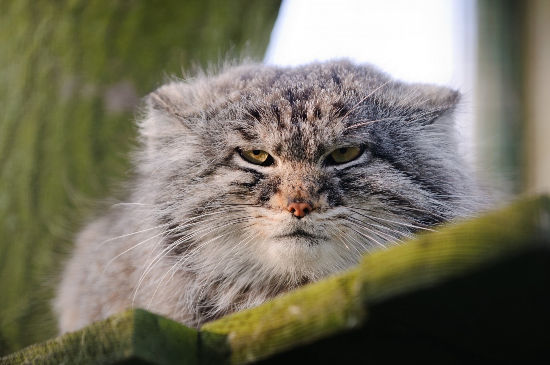 manul chat pallas chat sauvage museau