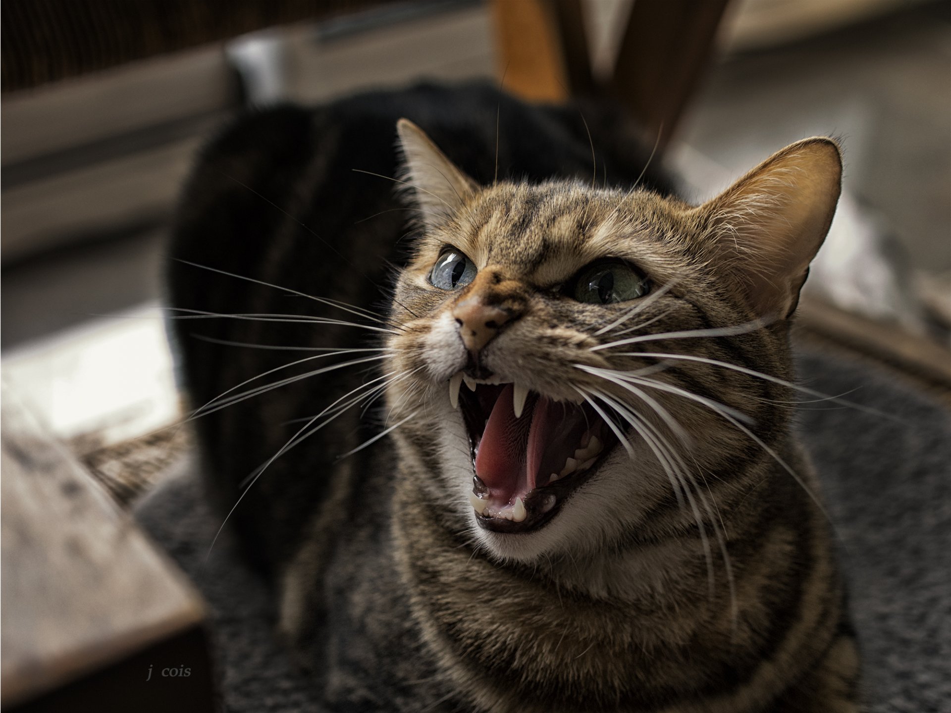 gato gato sonrisa dientes boca