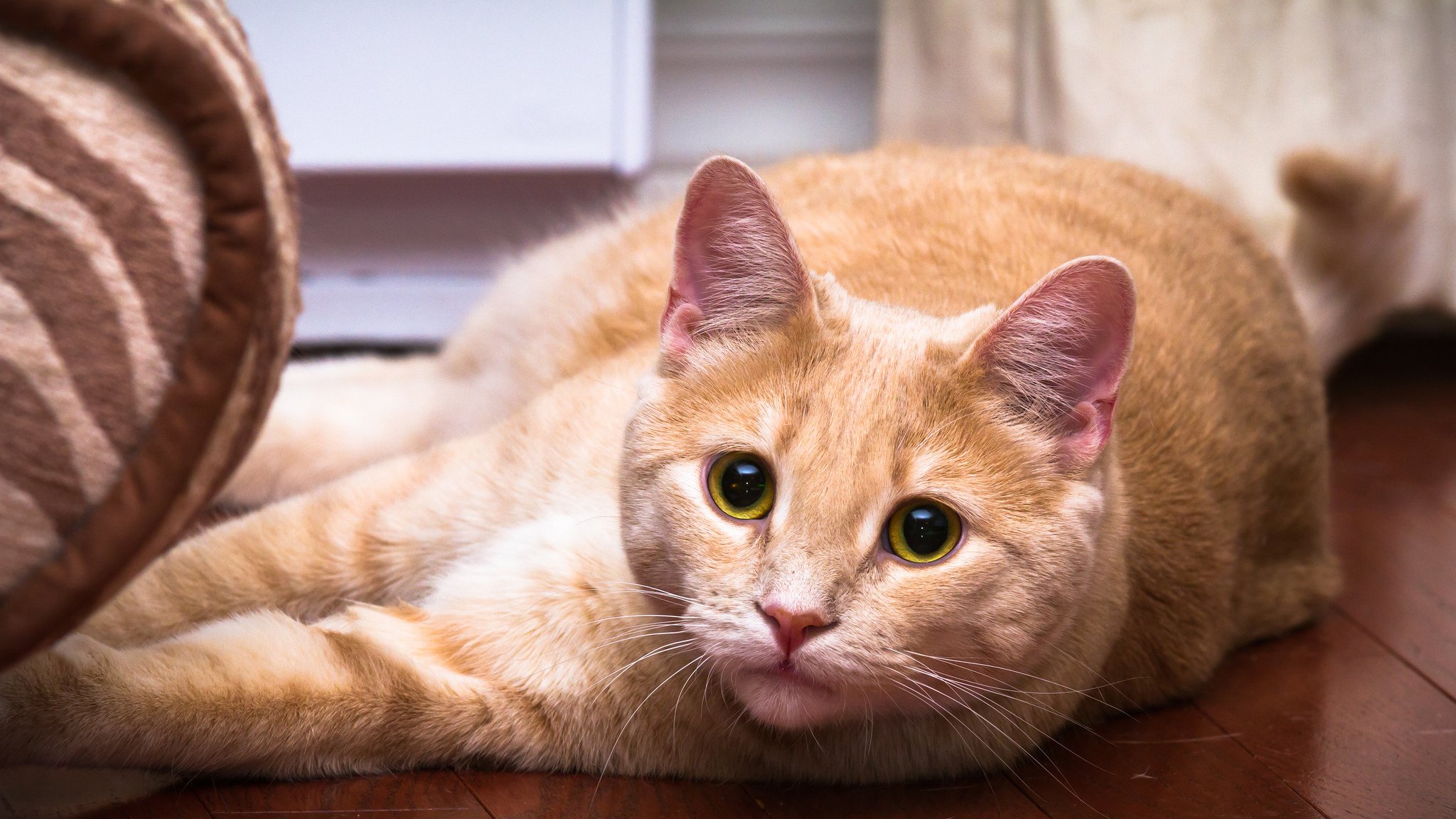 gatto gatto occhi verde baffi colore rosso