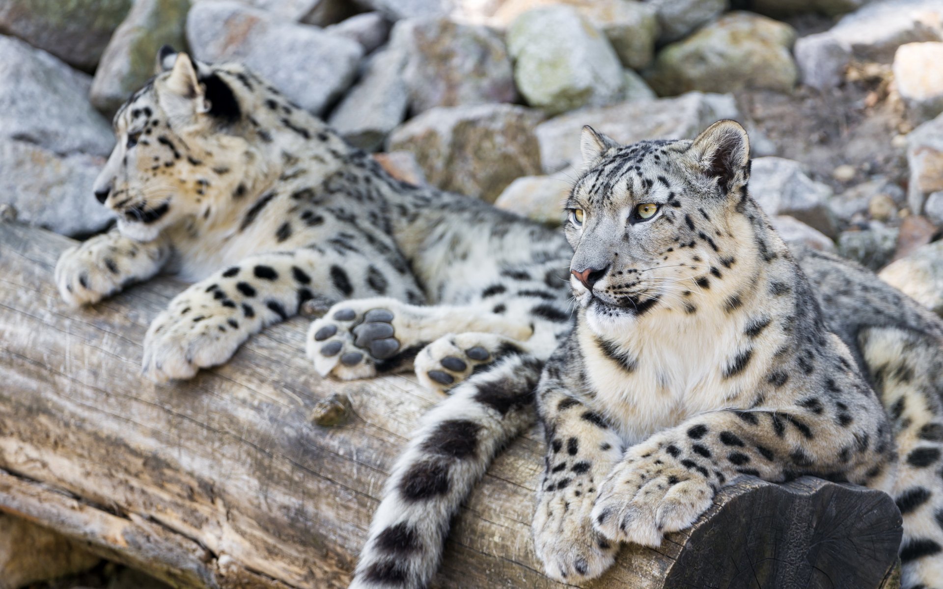 leopardo delle nevi irbis famiglia coppia vacanza predatore