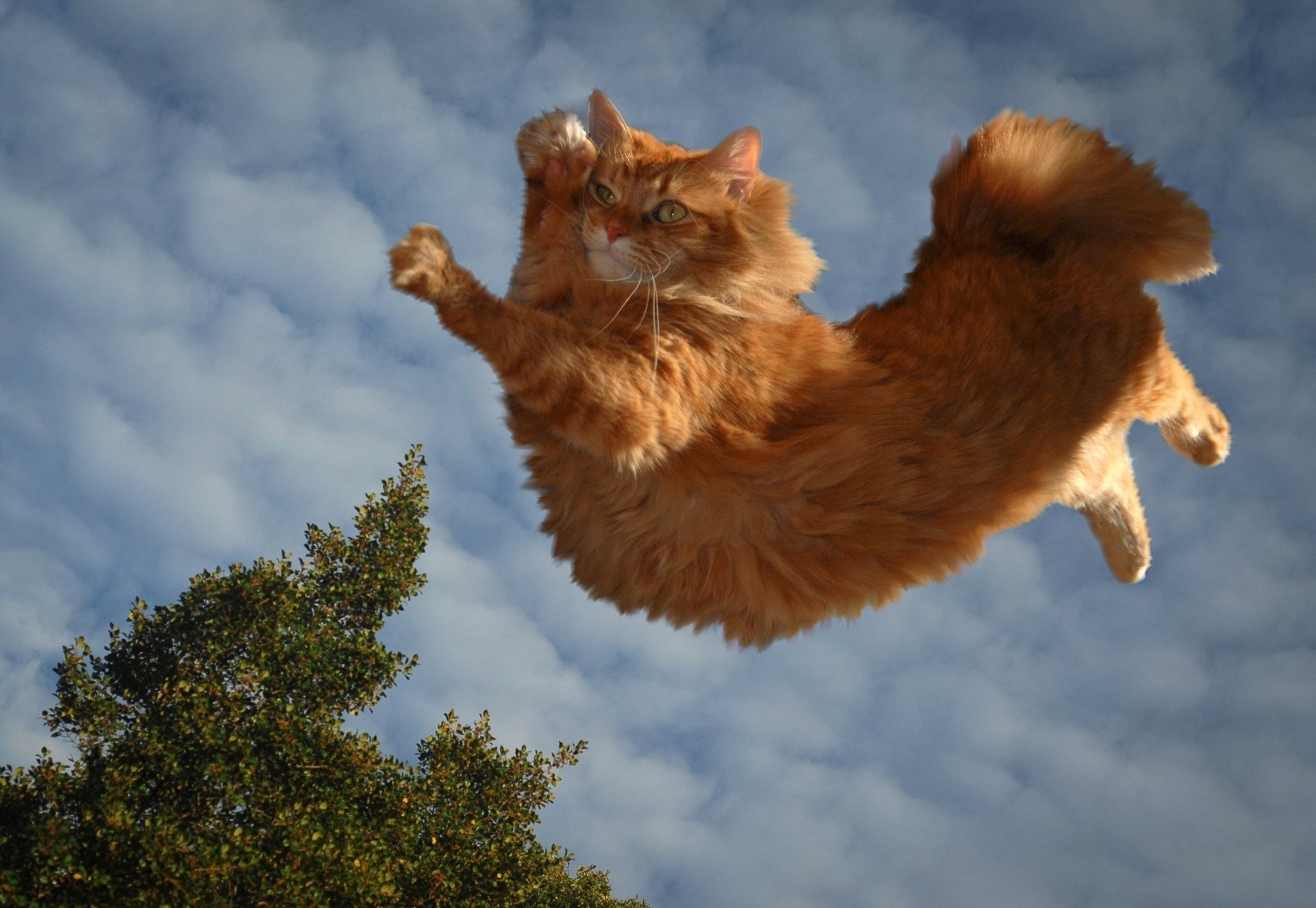 chat roux parkour félin nuages