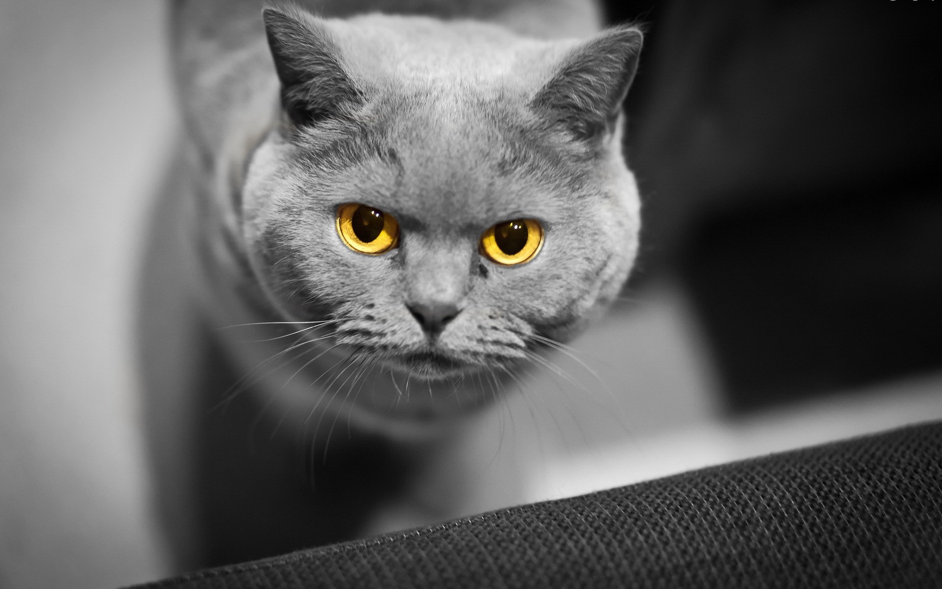 cat eyes background