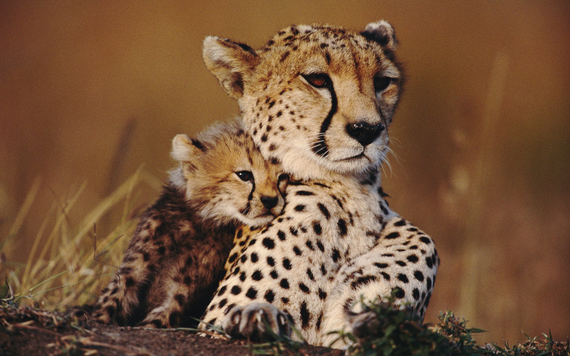 guepardos sabana animales