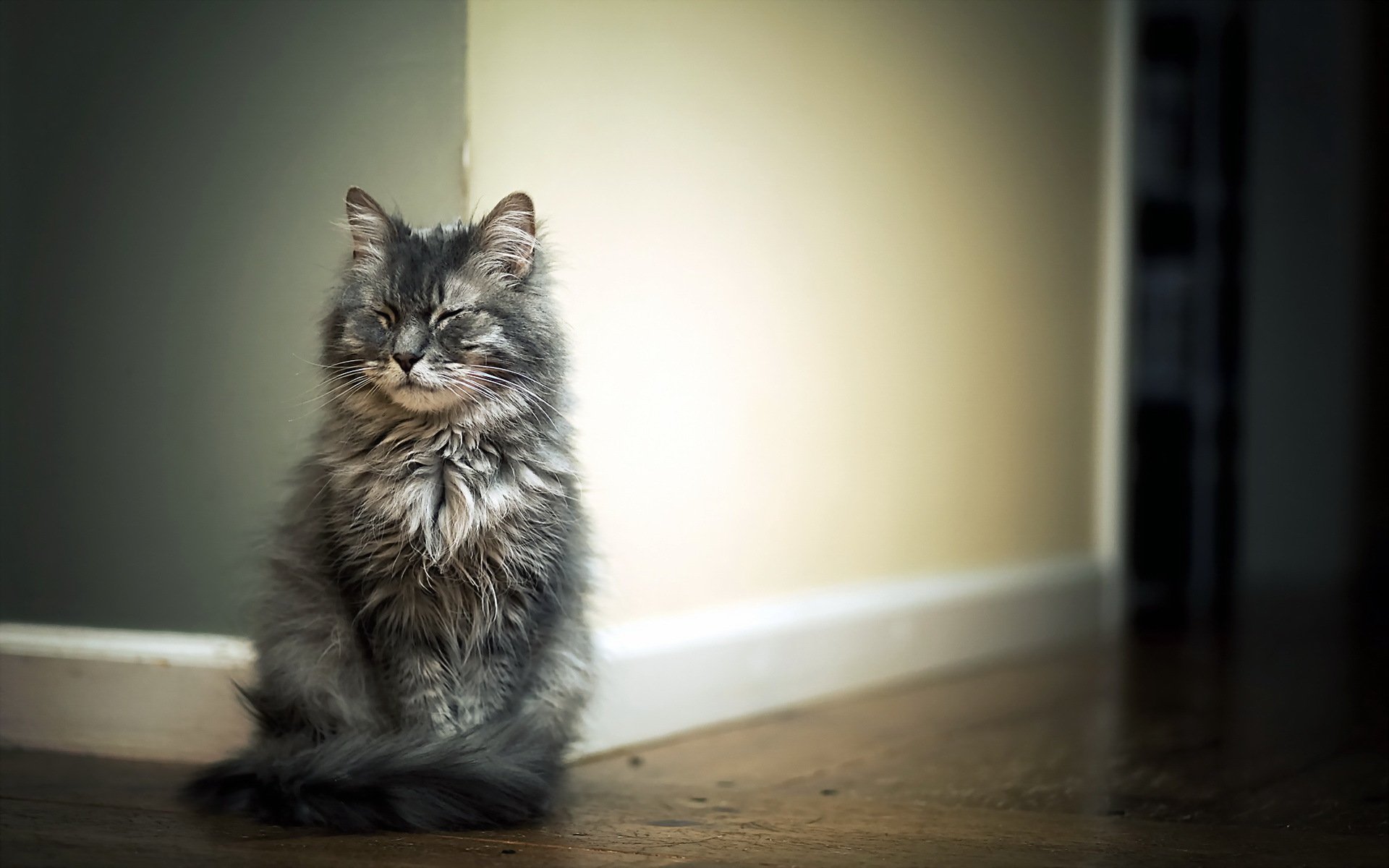 chat maison fond