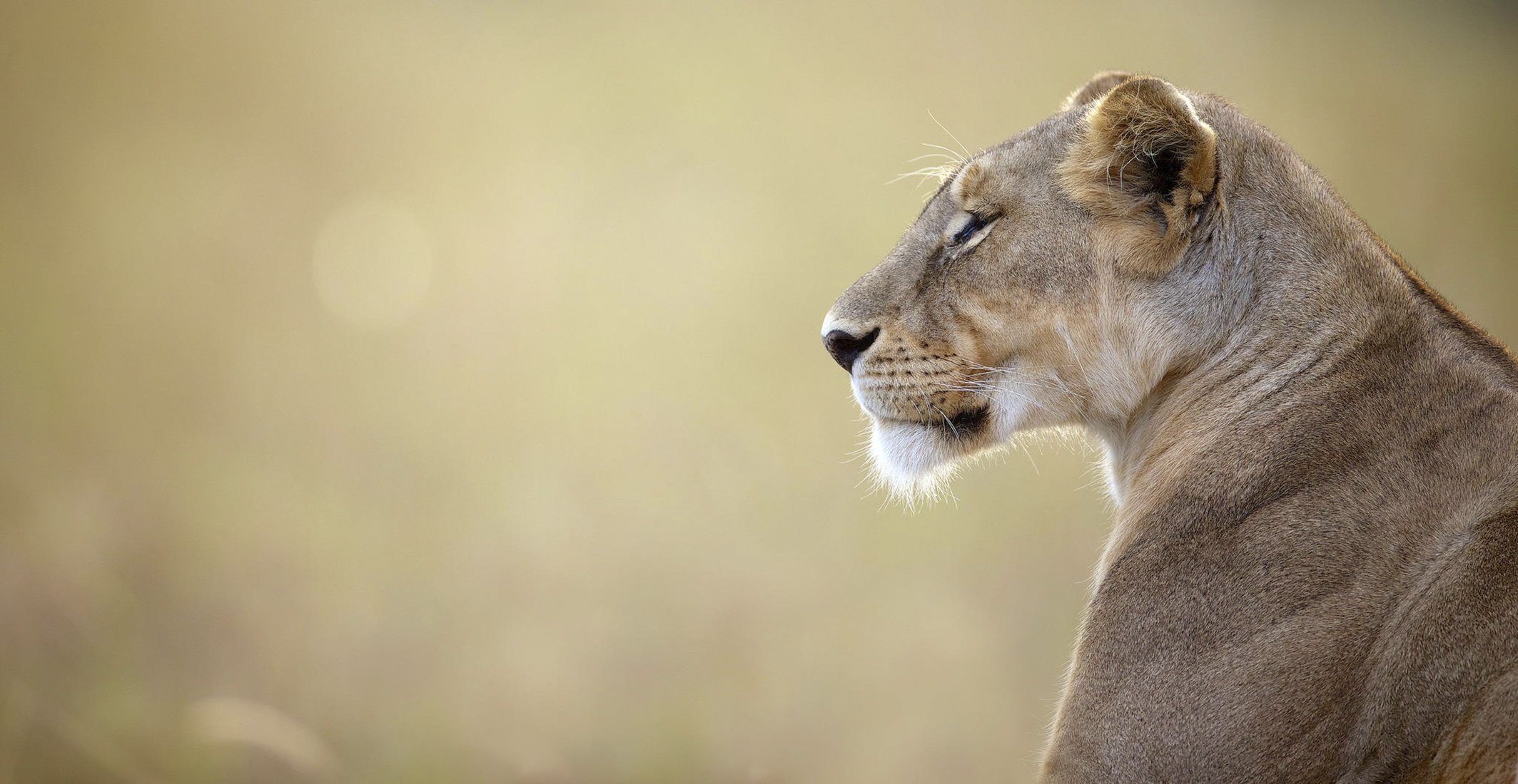 lioness kenya wildlife