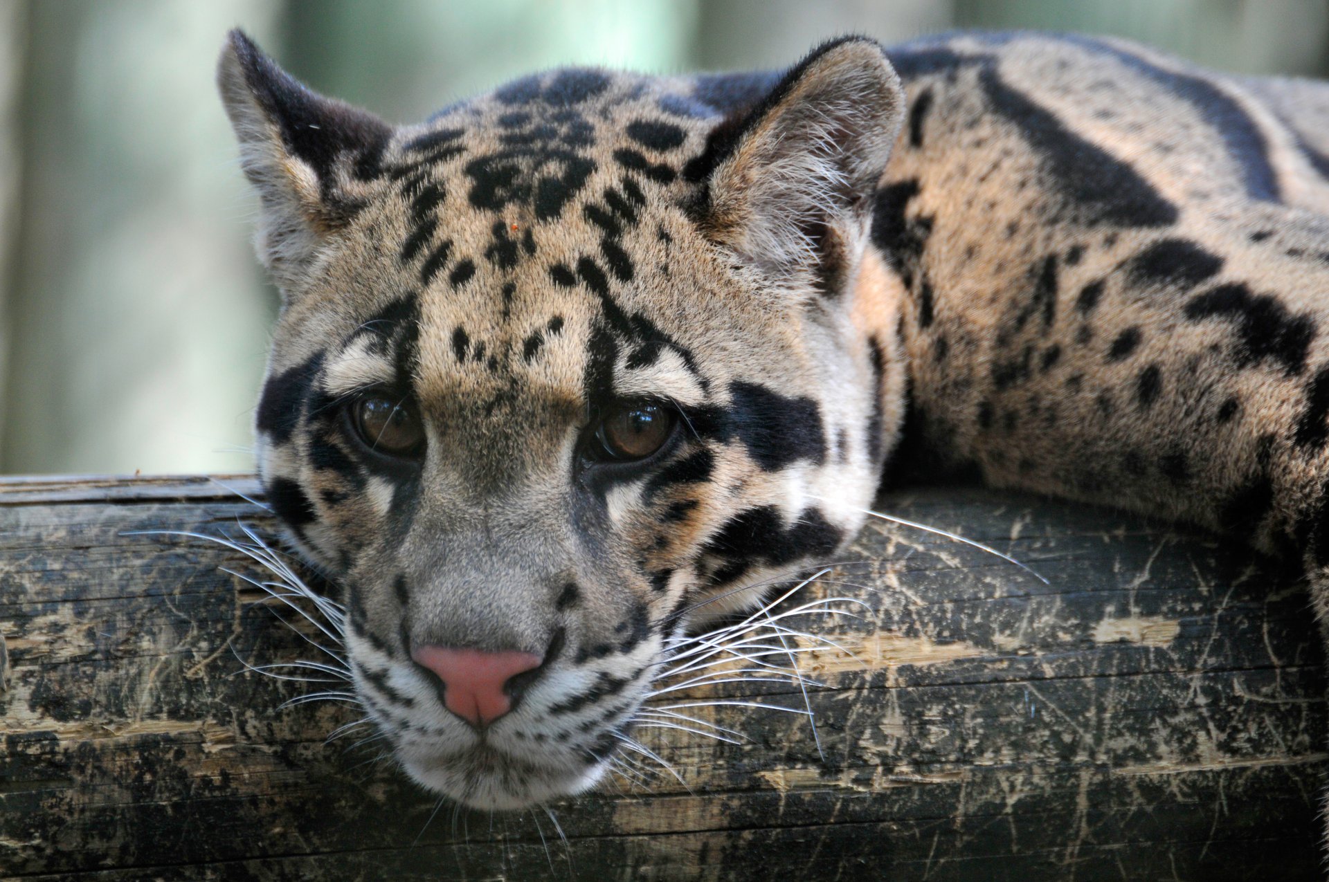 leopardo ahumado gato leopardo hocico