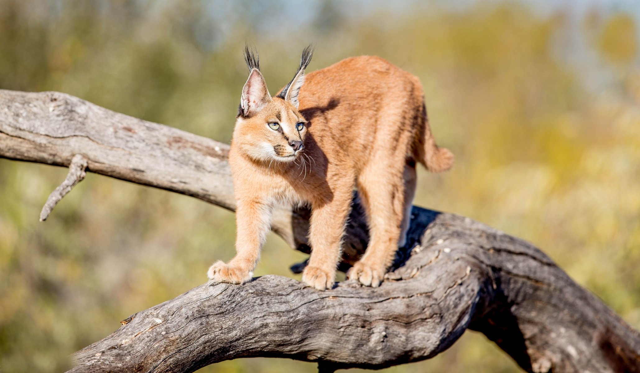 caracal belleza gracia