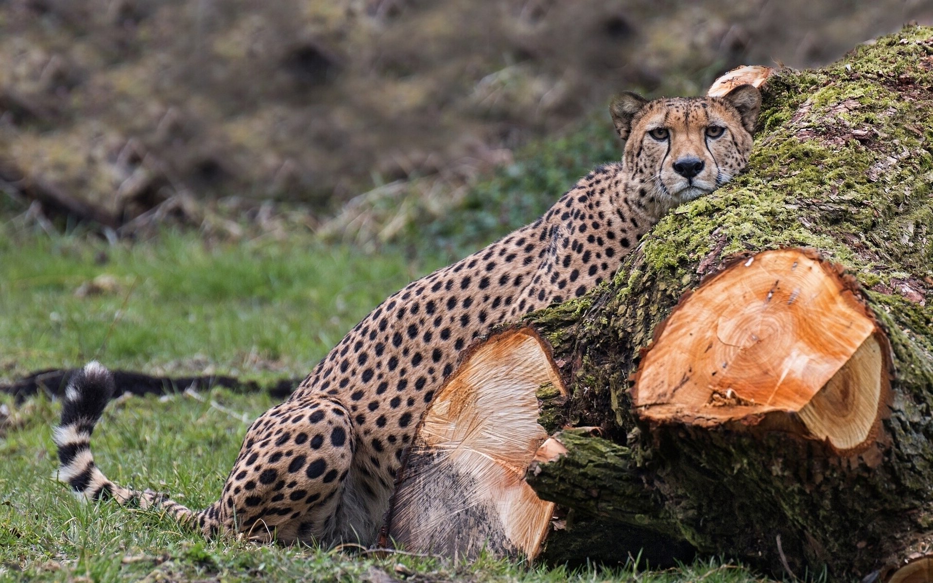 gepard wildkatze raubtier baumstamm