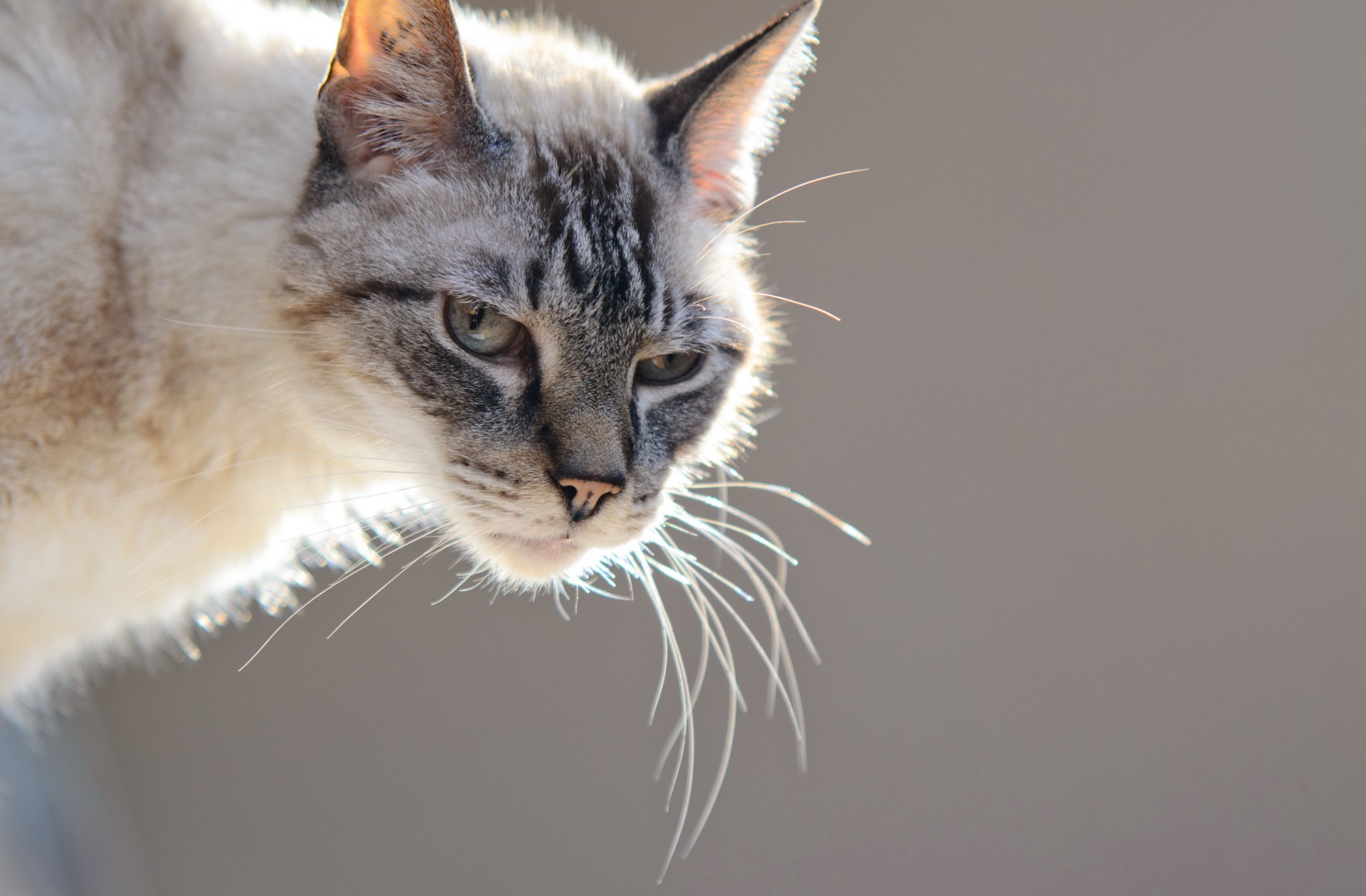 gato mirada fondo