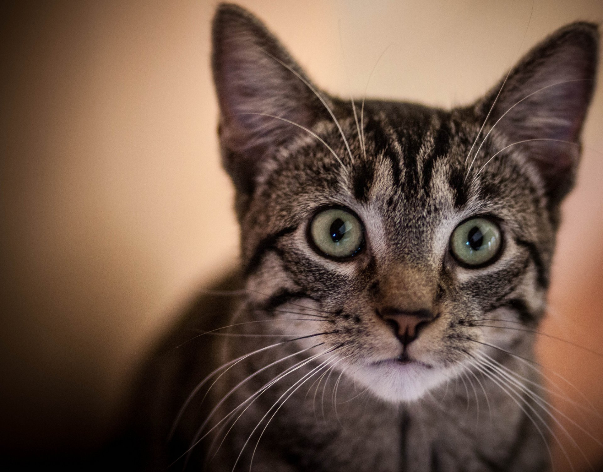 katze kätzchen neugier porträt