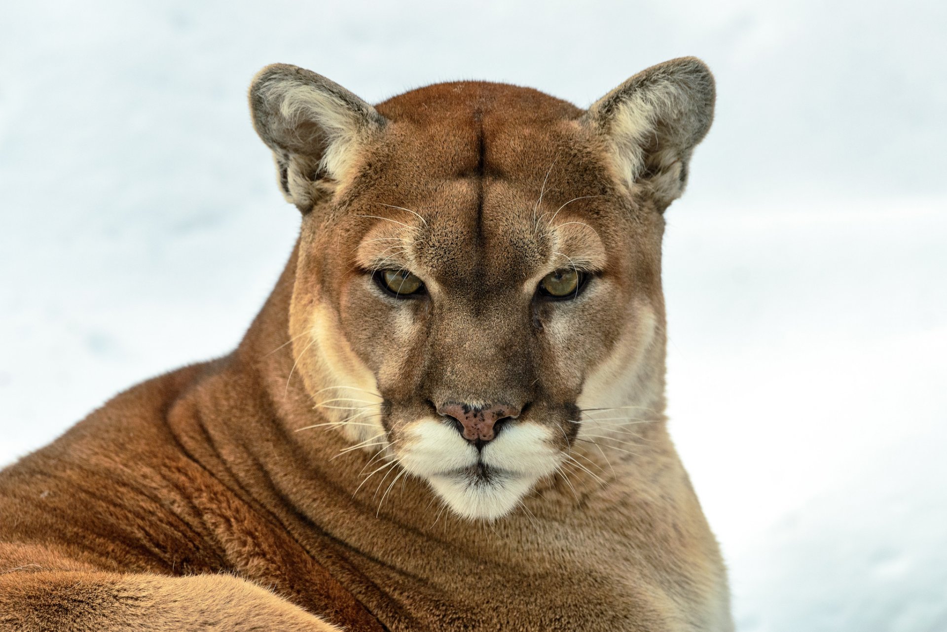 puma puma león de montaña gato salvaje depredador vista