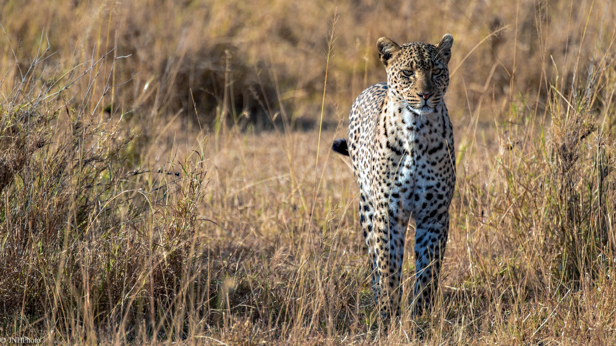 leopard africa savannah predator big cat